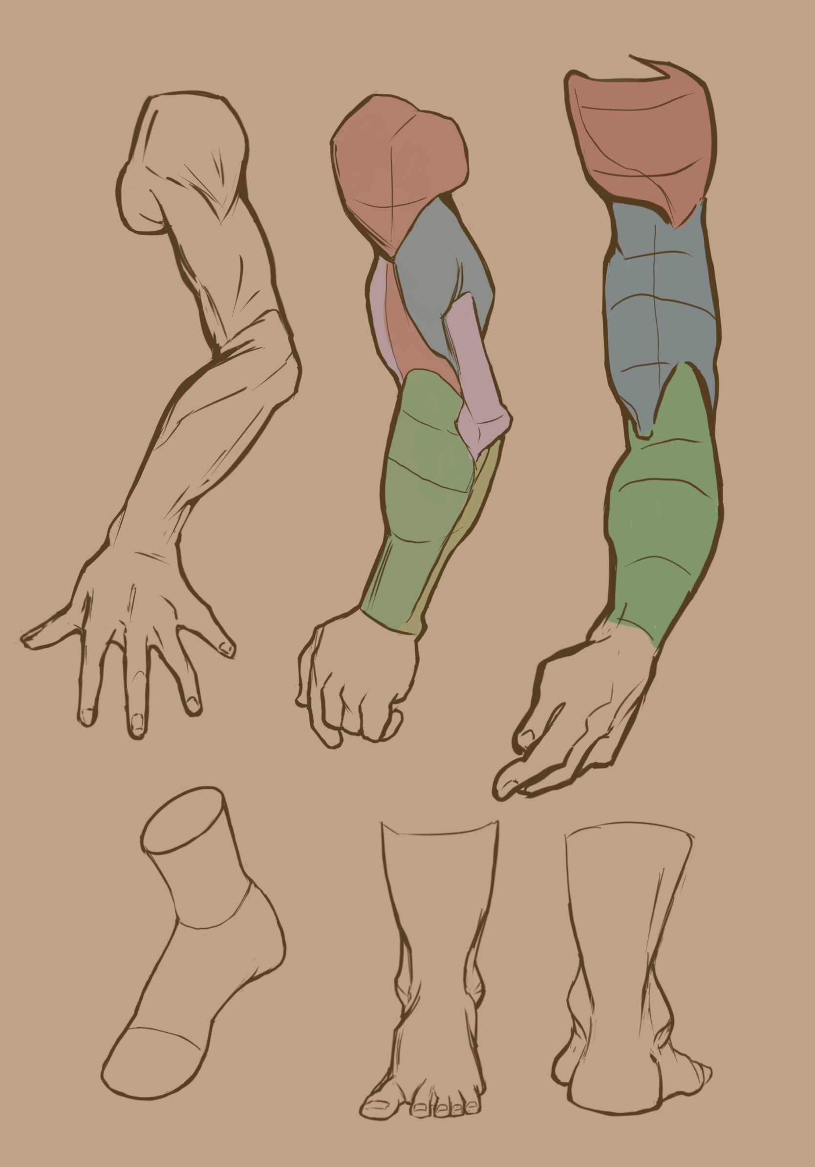ArtStation - TB Choi Anatomy studies 2
