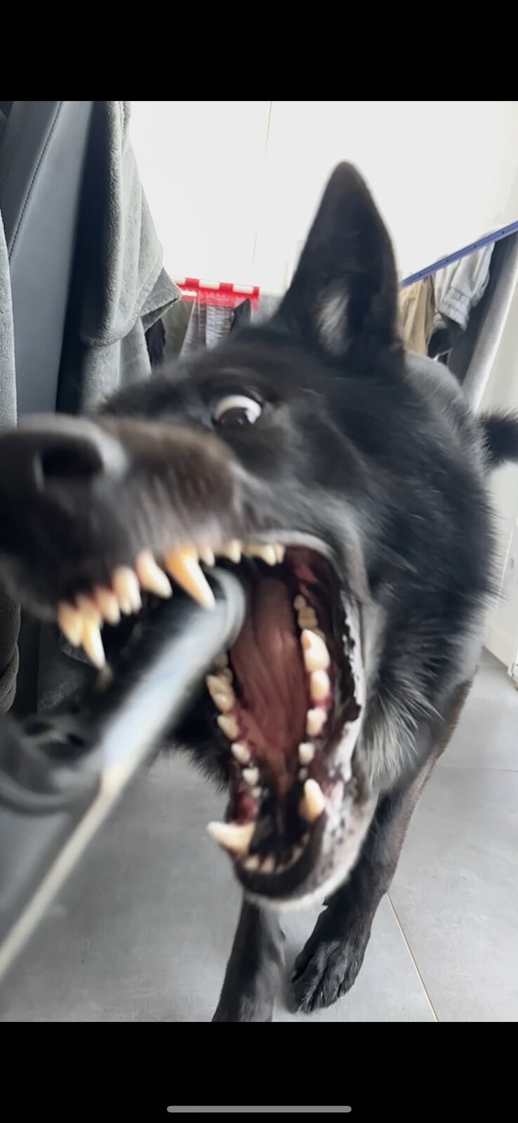 wolf-action-game