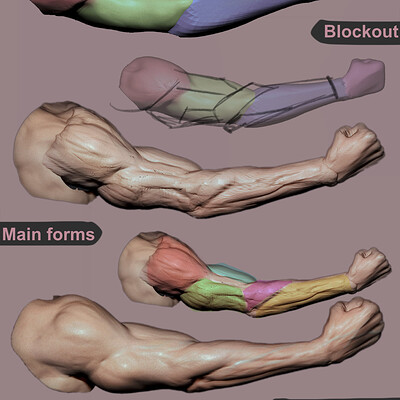 Anatomy Mini-Tutorials vol.1 Arms and Legs