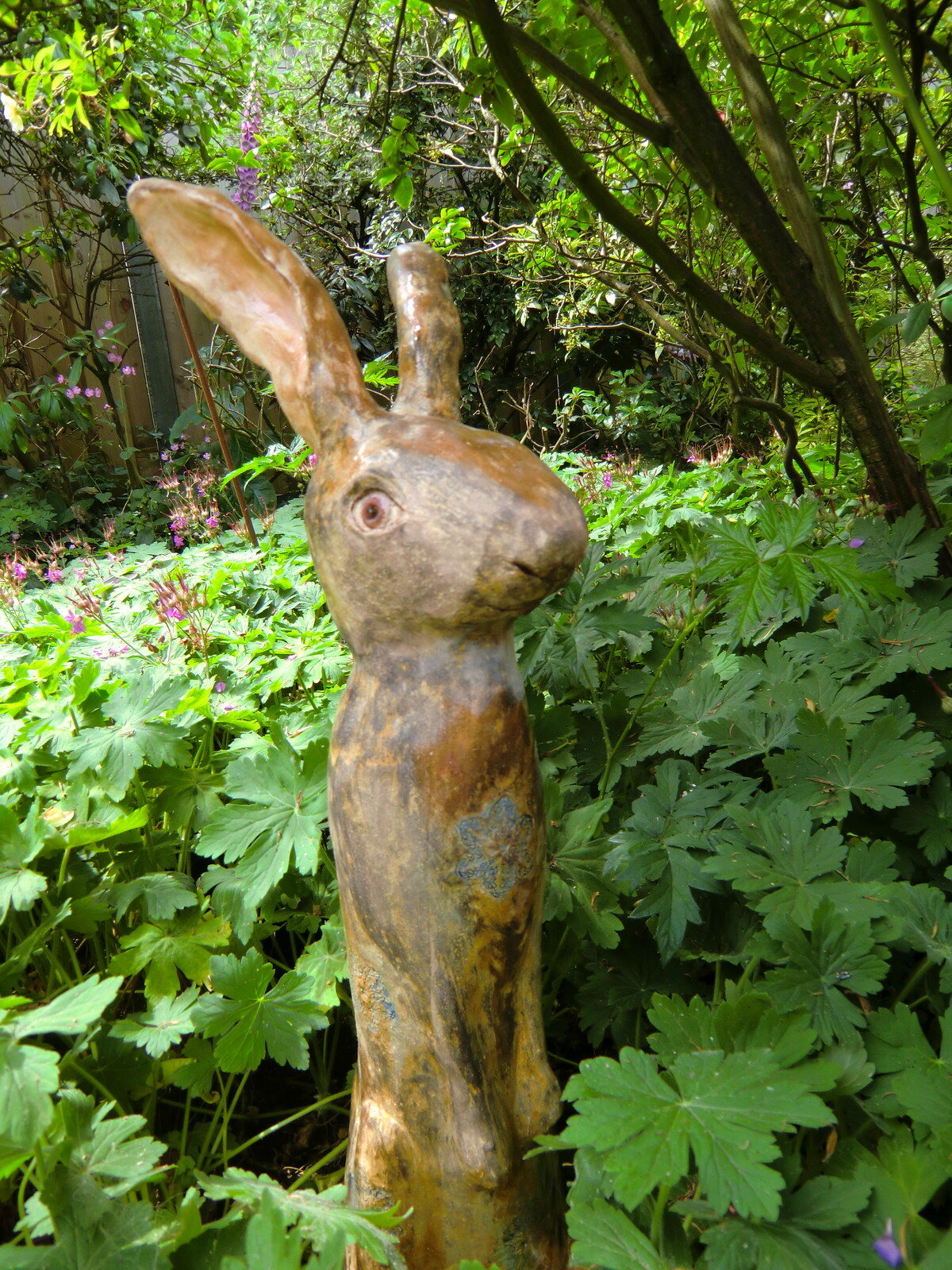 Skinny hare