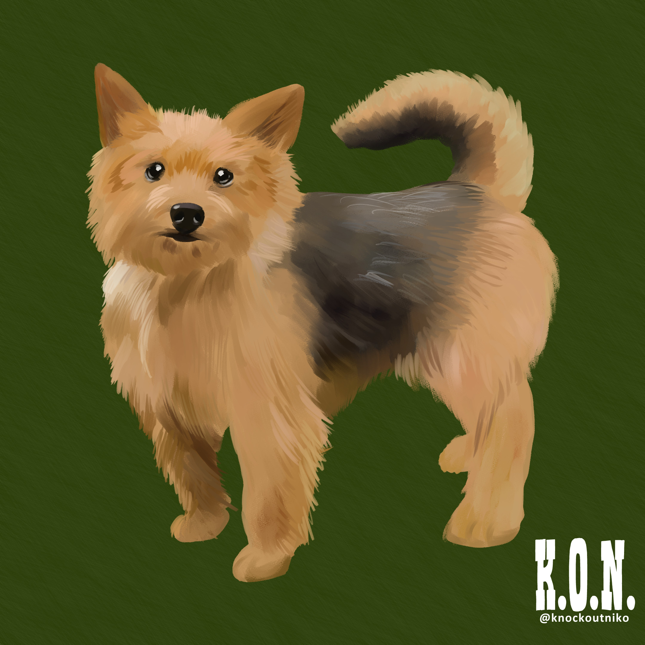 Norfolk Terrier