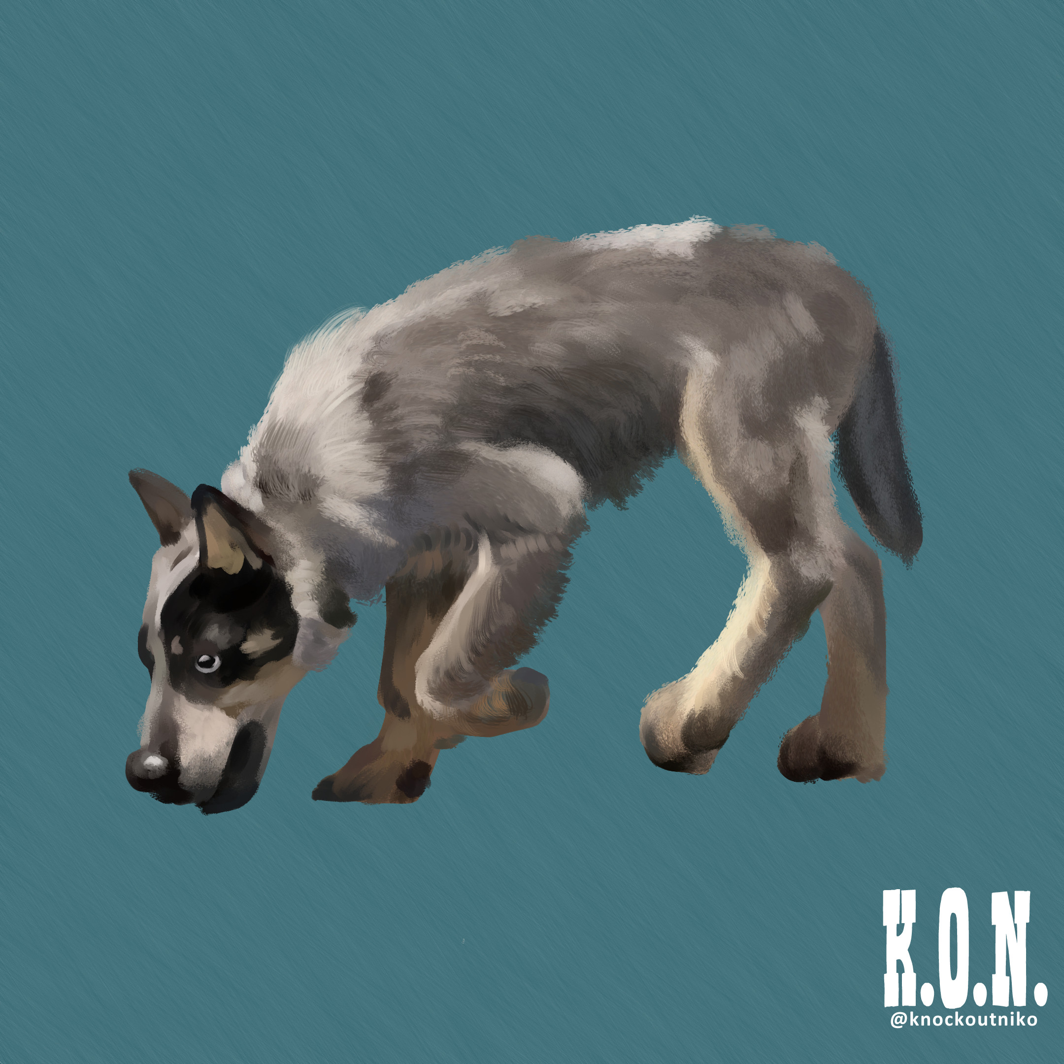 Blue Heeler