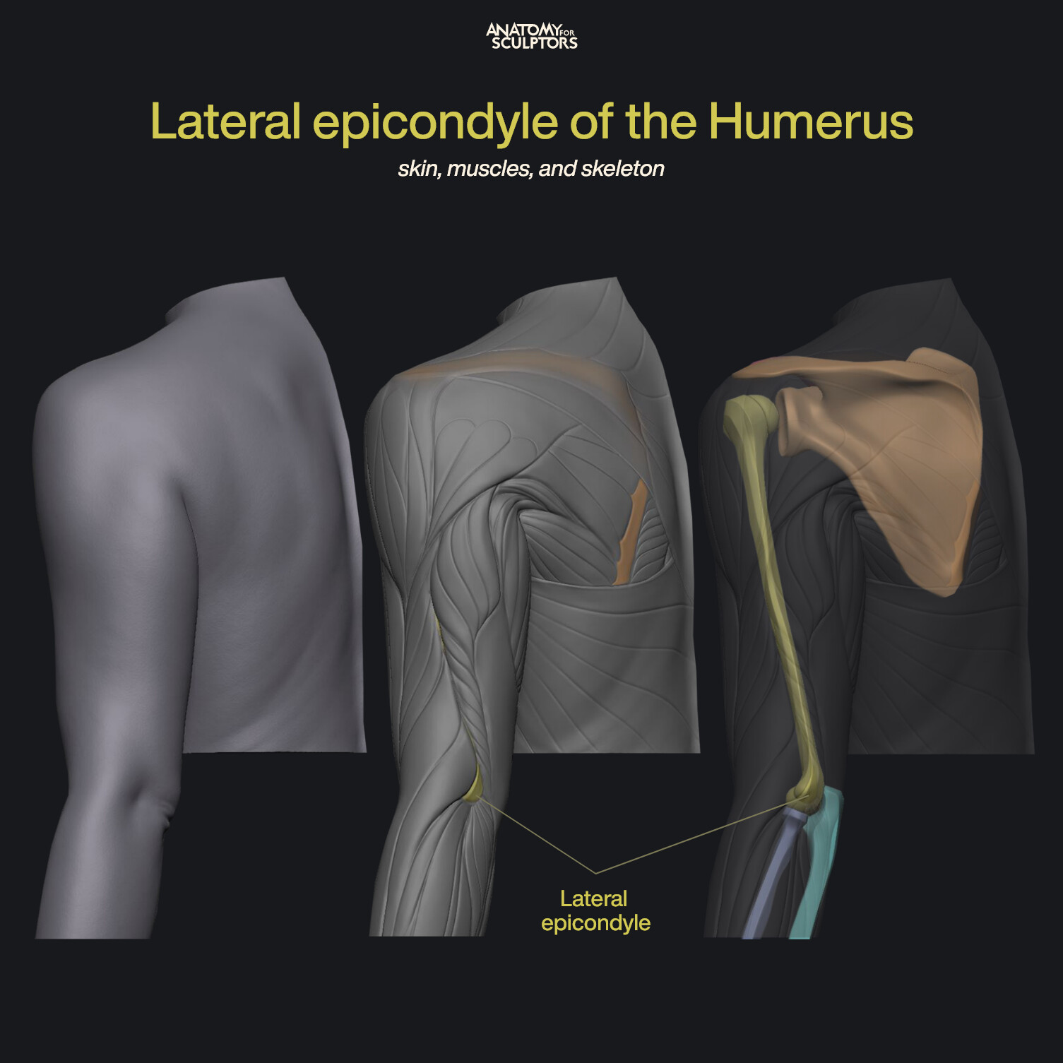 Anatomy For Sculptors - Lateral epicondyle of the Humerus