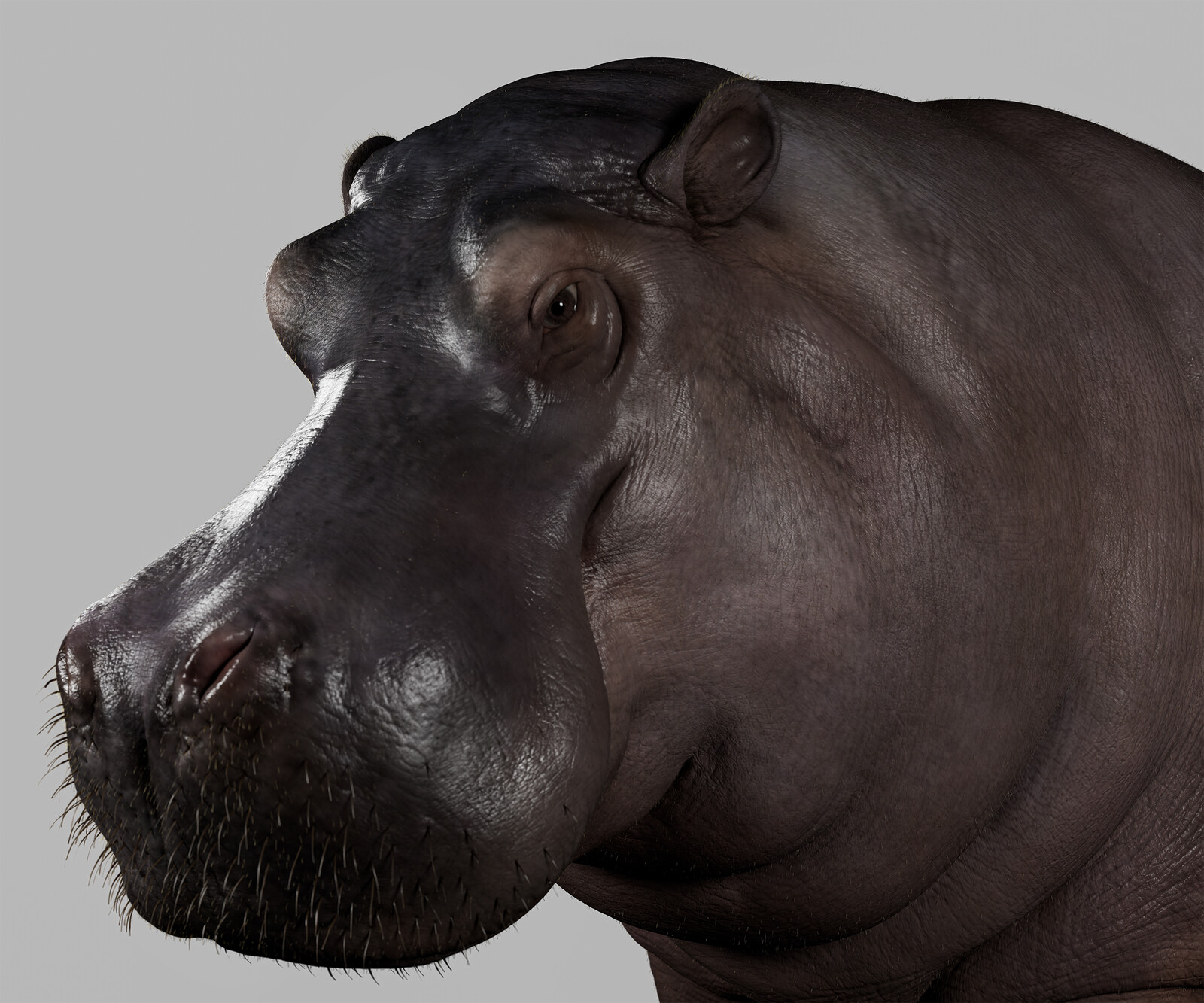 河马hippo
