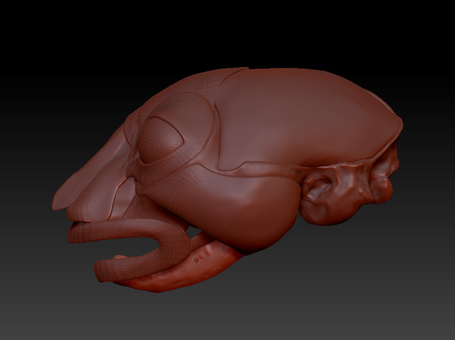 The mandible is incomplete, both in its bone sculpt and the musculature that will be placed around it. 