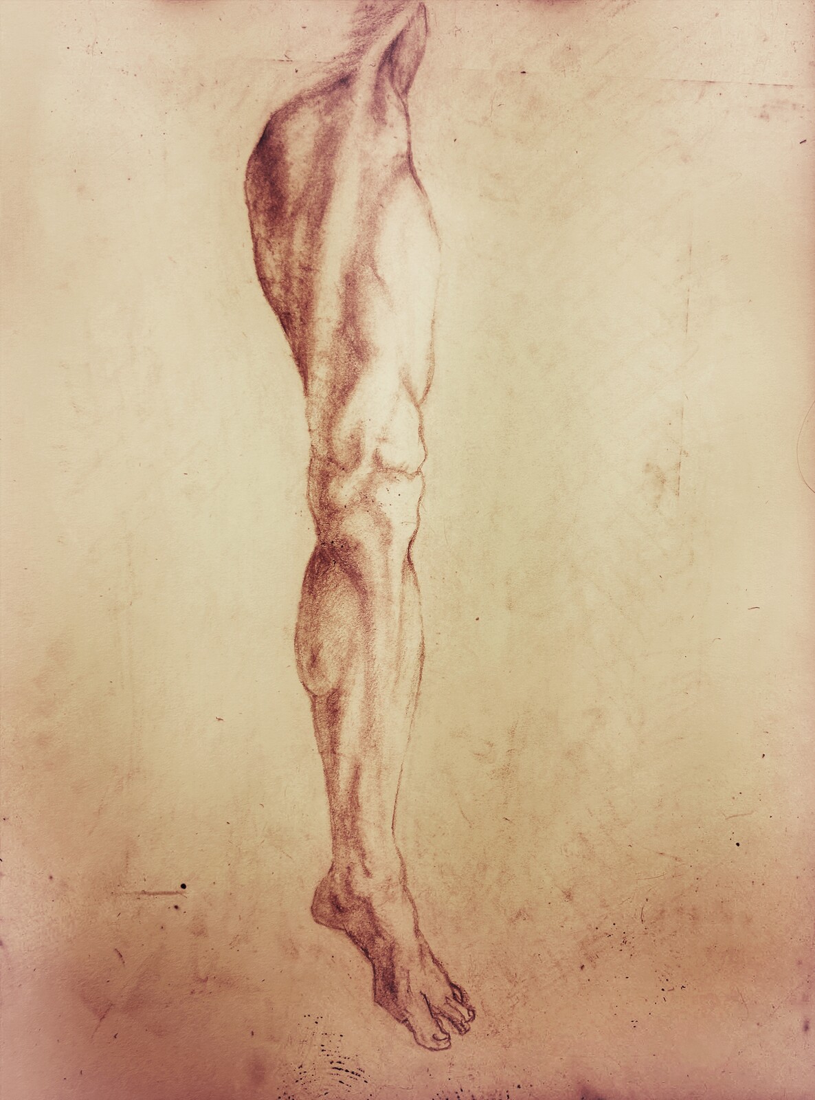 Human anatomy dry media study.  