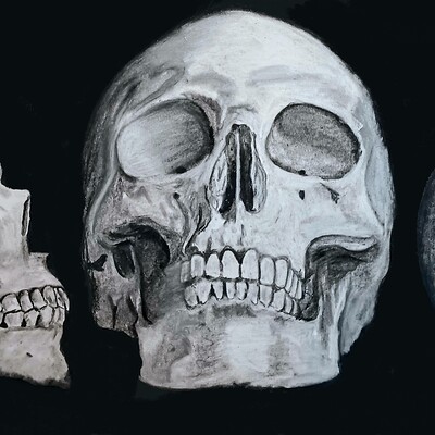 Skull Study