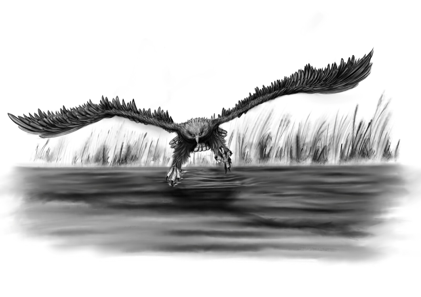 Digital Charcoal / Bald Eagle Attack