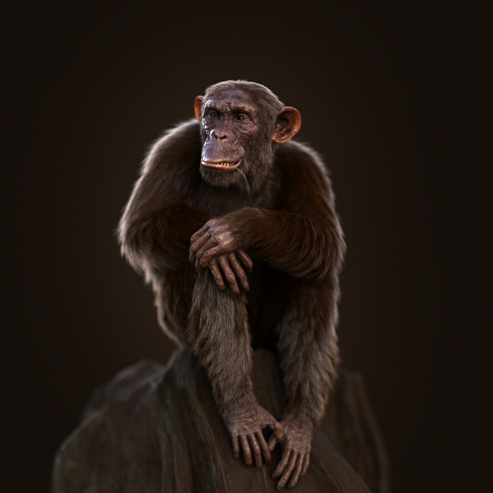 Chimp