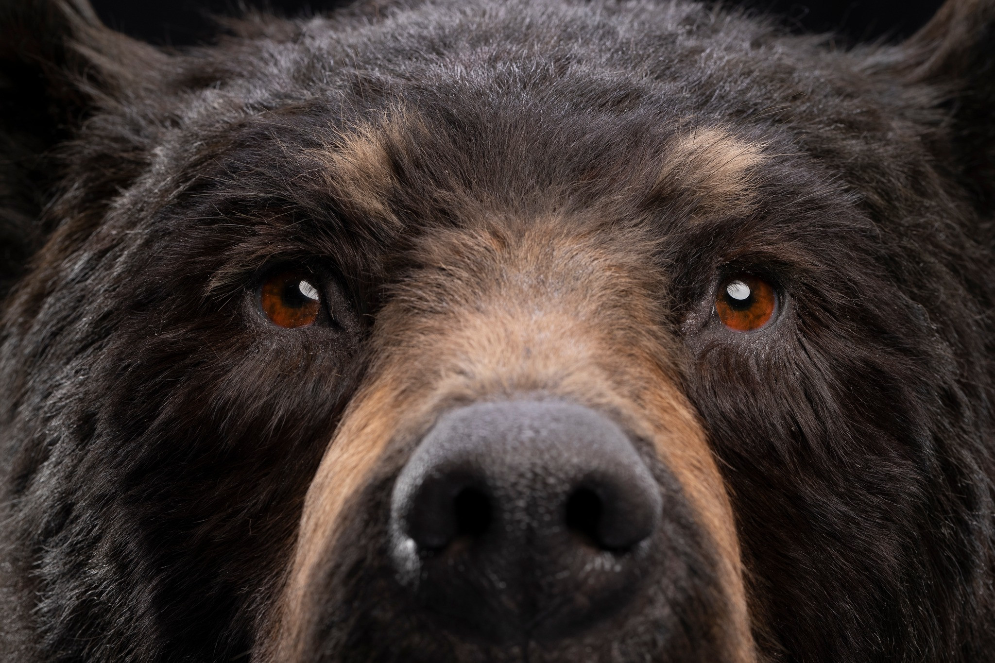 The props team then polished and fitted the eyes into the bear bust.