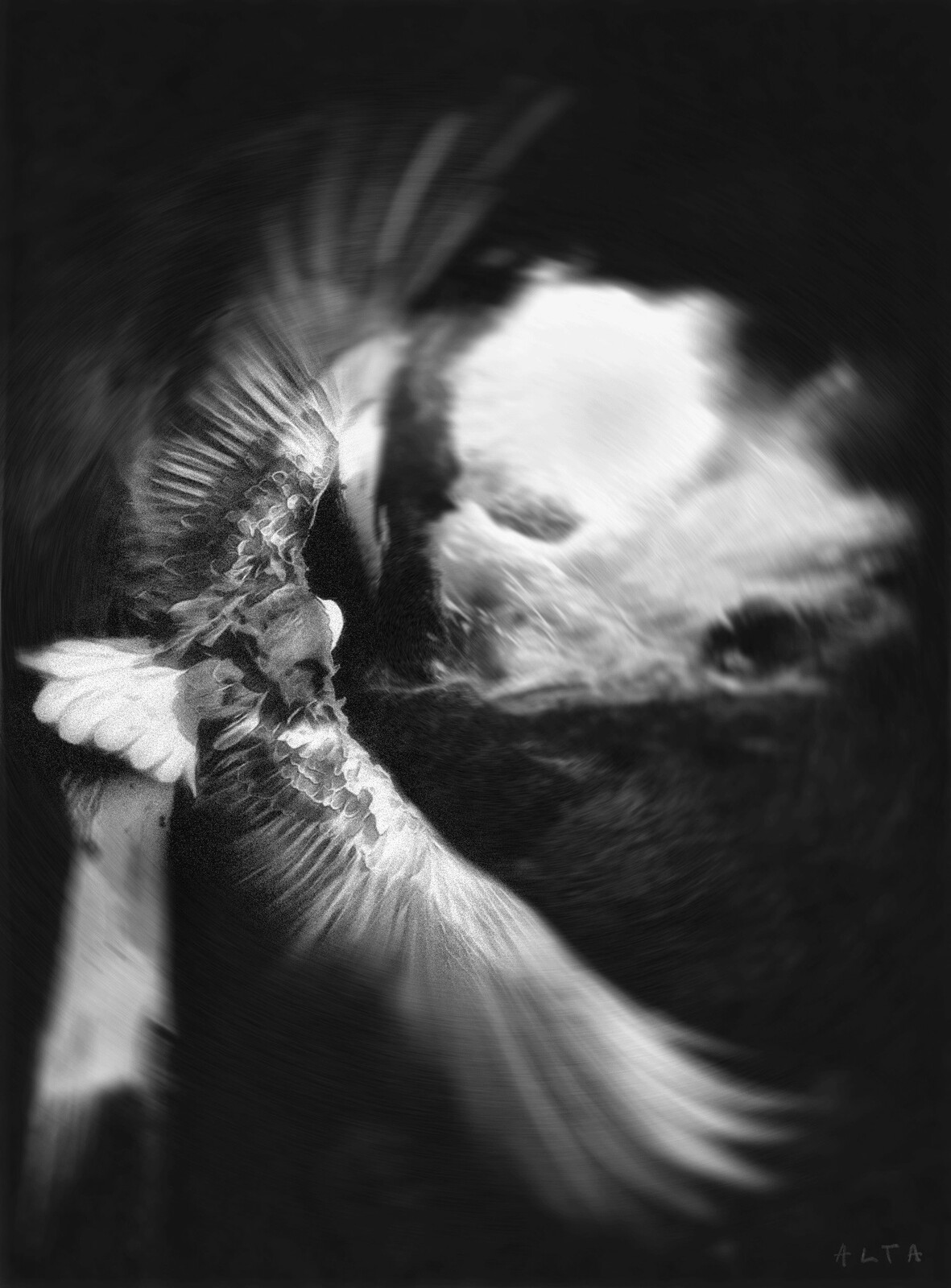 Ghostly Wings