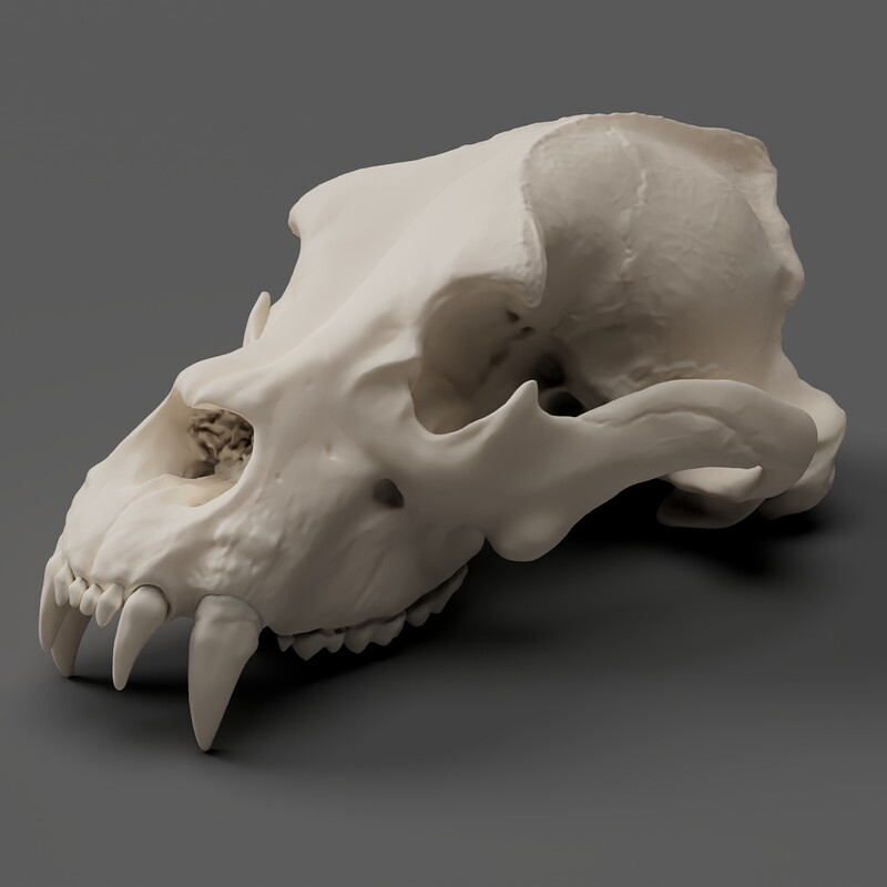 Giant Bear Skull Sculpt 