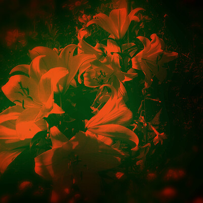 Flowers of fire