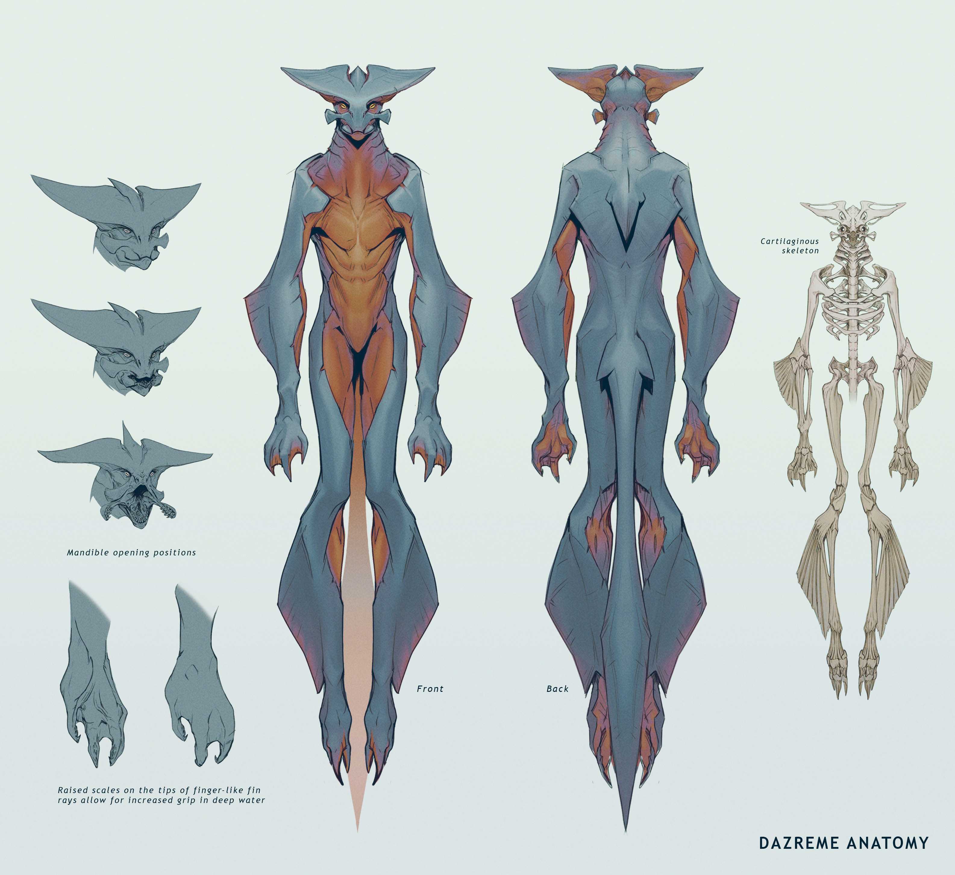 Dazreme anatomy