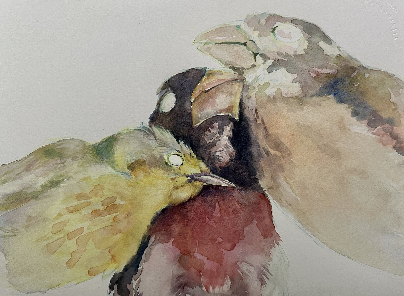 A cropped view of a W.I.P. watercolor study using stuffed bird specimen from the Field Museum in Chicago, IL