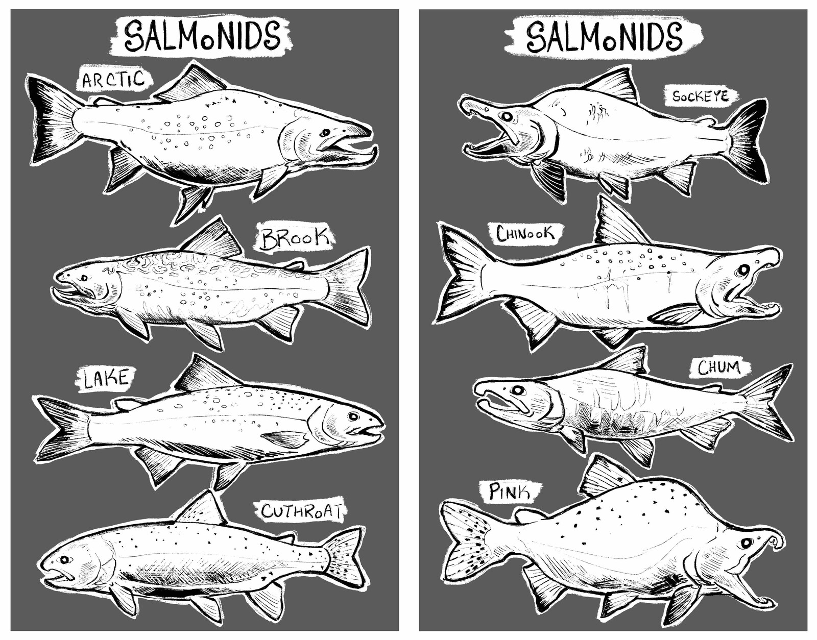 Lower half of the digital Salmonid Zine file.