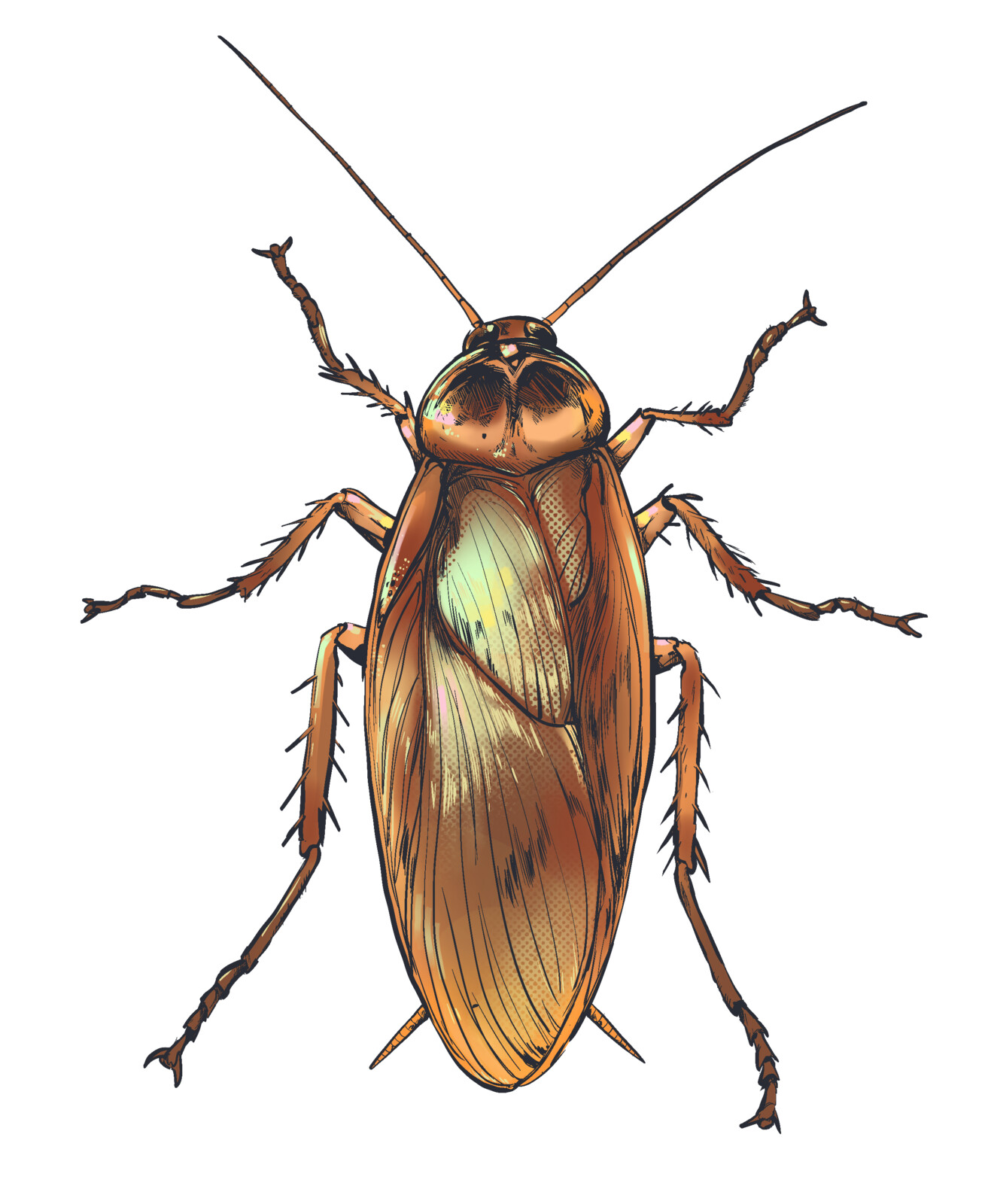 Example of one of the full color roaches Isolated (American Roach)