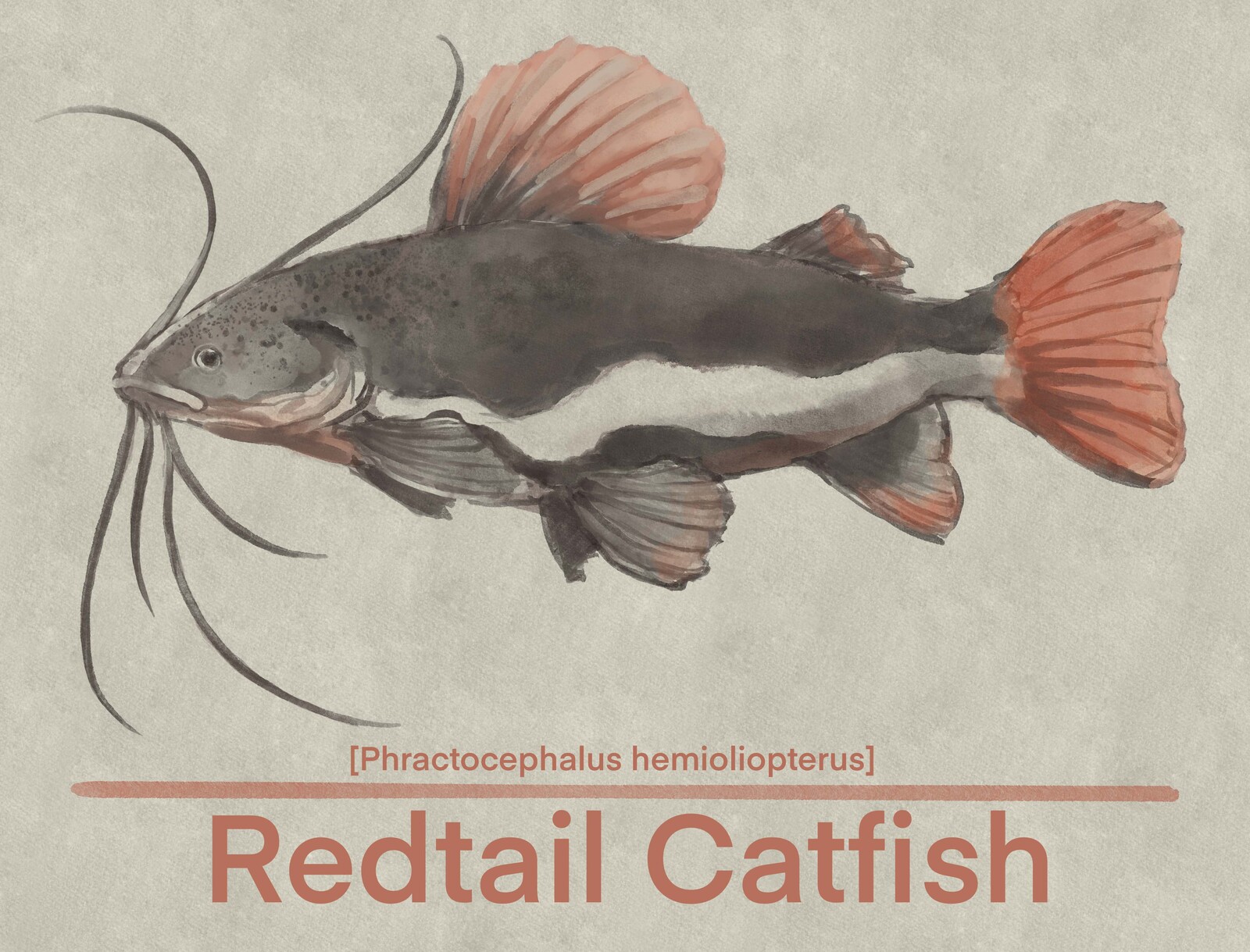A full view of a Redtail Catfish digital scientific illustration