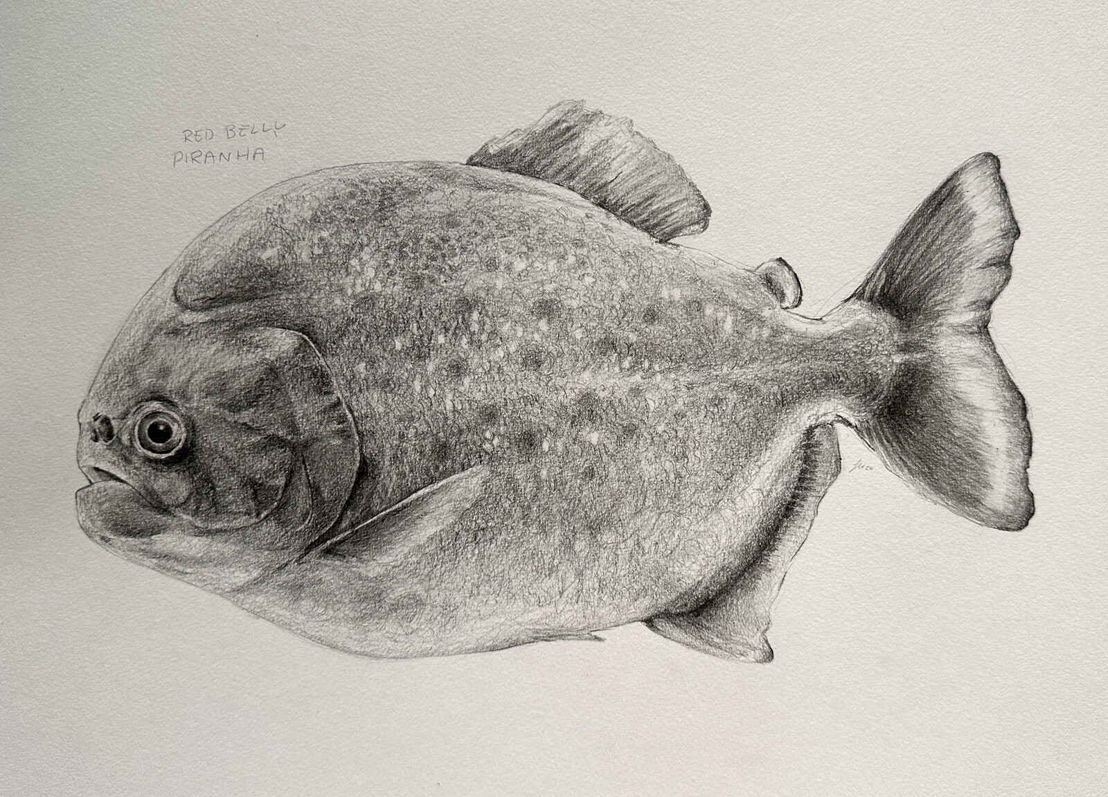 A graphite drawing of a Red Bellied Piranha.