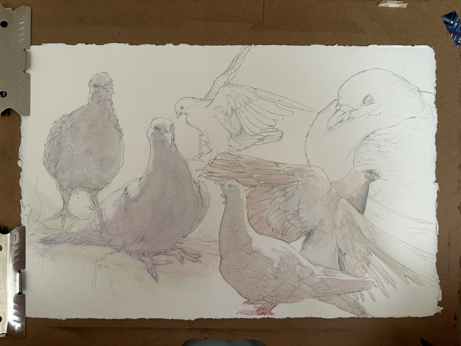 An in progress view of the pigeons.