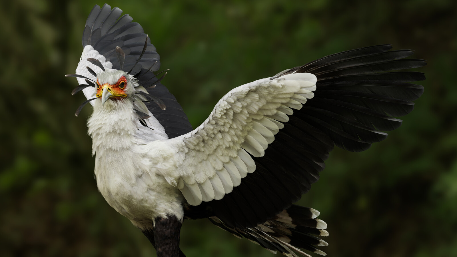 Beauty Render 4K Karma XPU