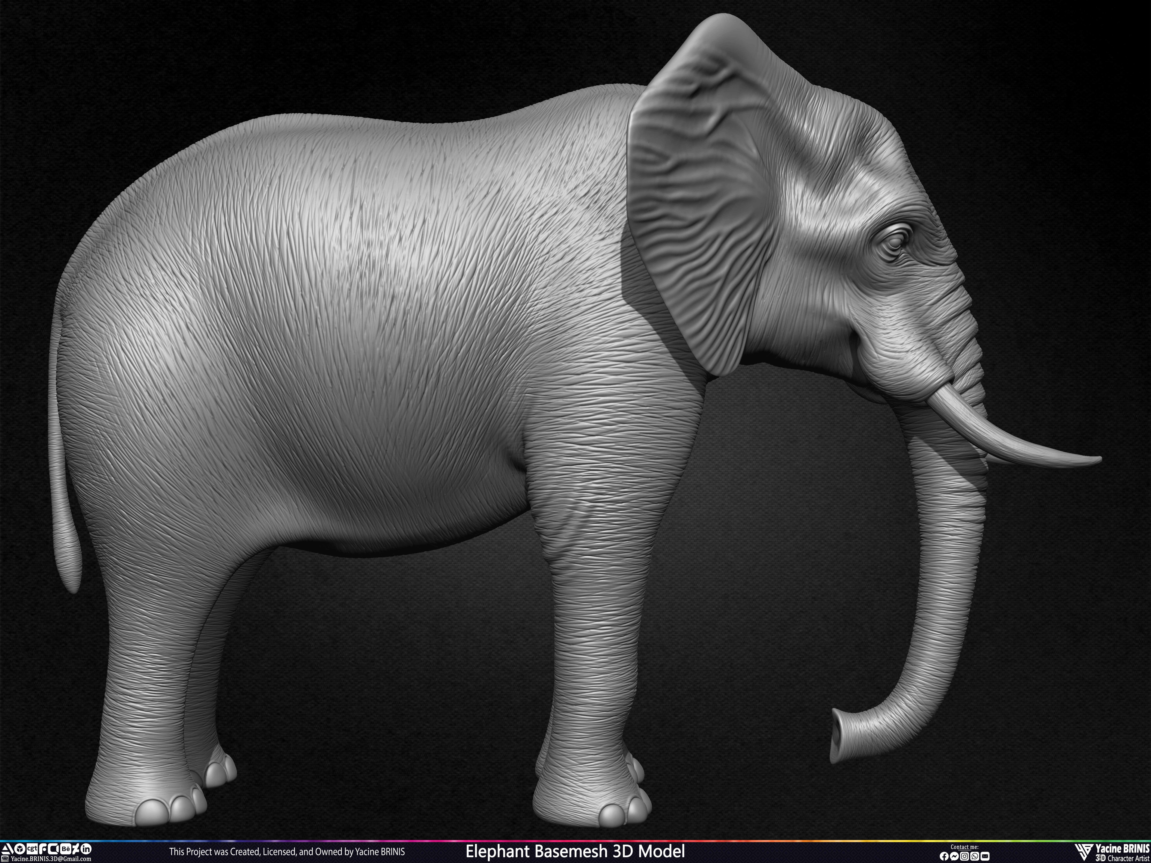 Elephant Basemesh 3D Model Animal Sculpted by Yacine BRINIS Set 002