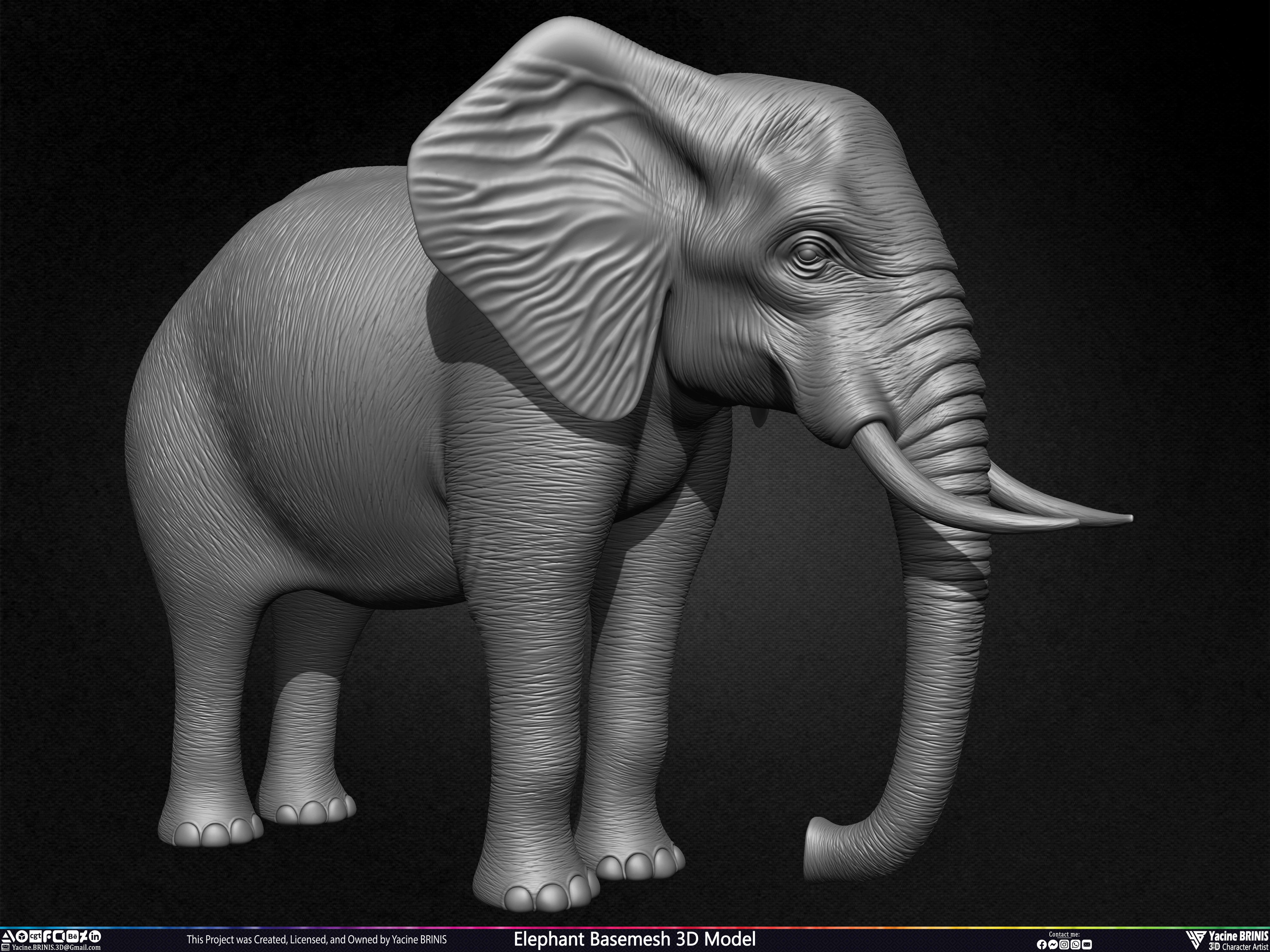 Elephant Basemesh 3D Model Animal Sculpted by Yacine BRINIS Set 004