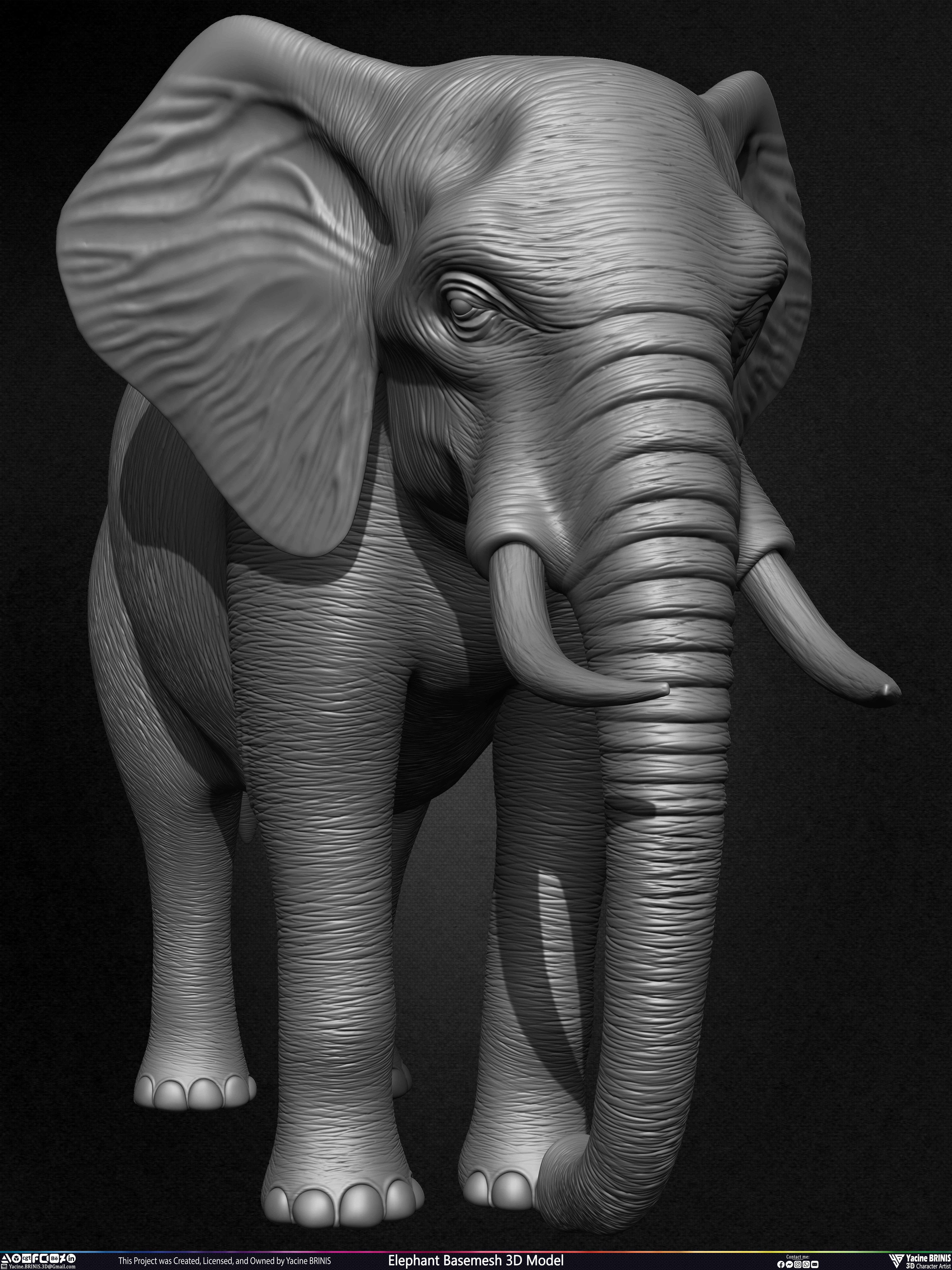 Elephant Basemesh 3D Model Animal Sculpted by Yacine BRINIS Set 007