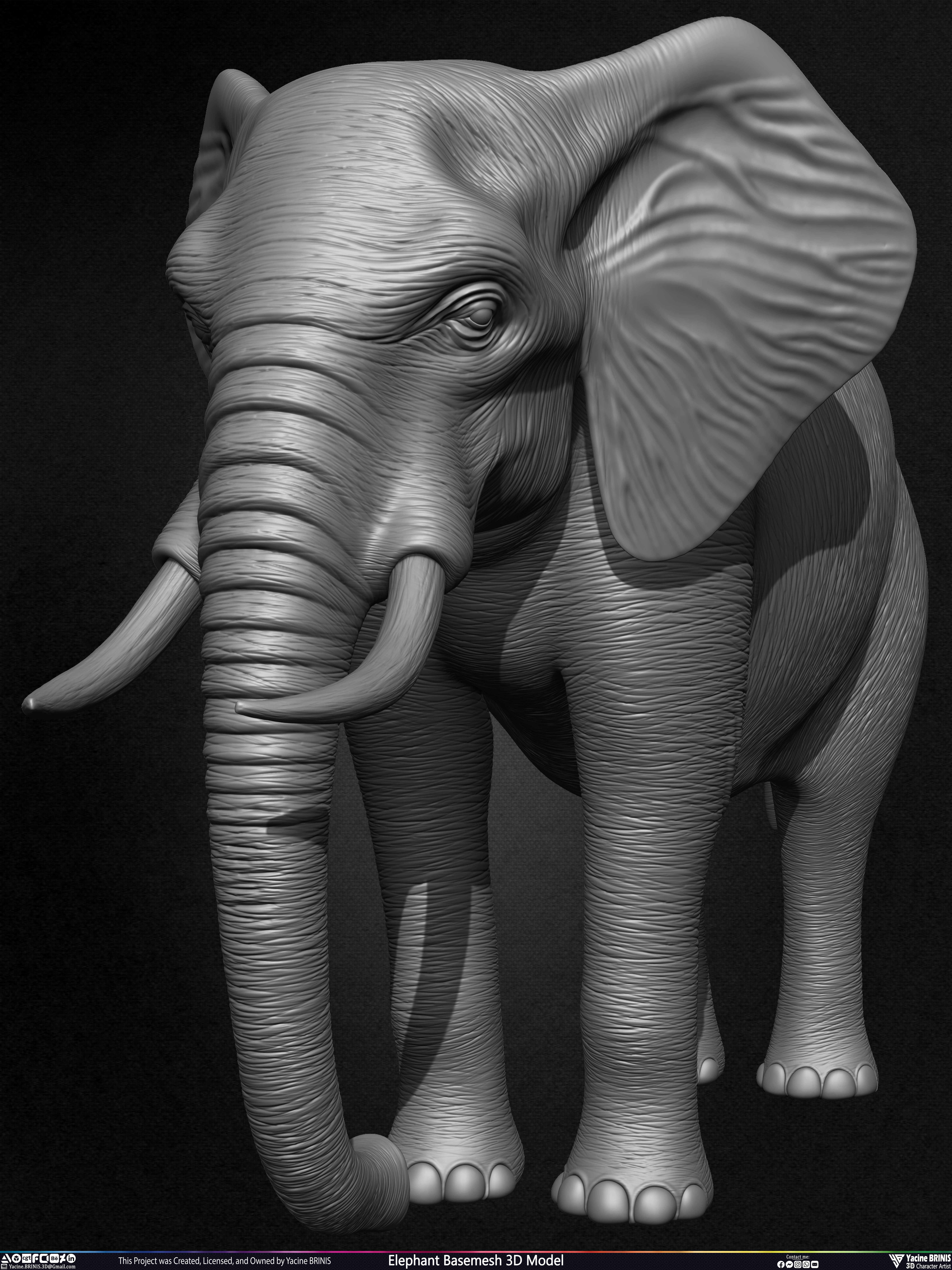 Elephant Basemesh 3D Model Animal Sculpted by Yacine BRINIS Set 011