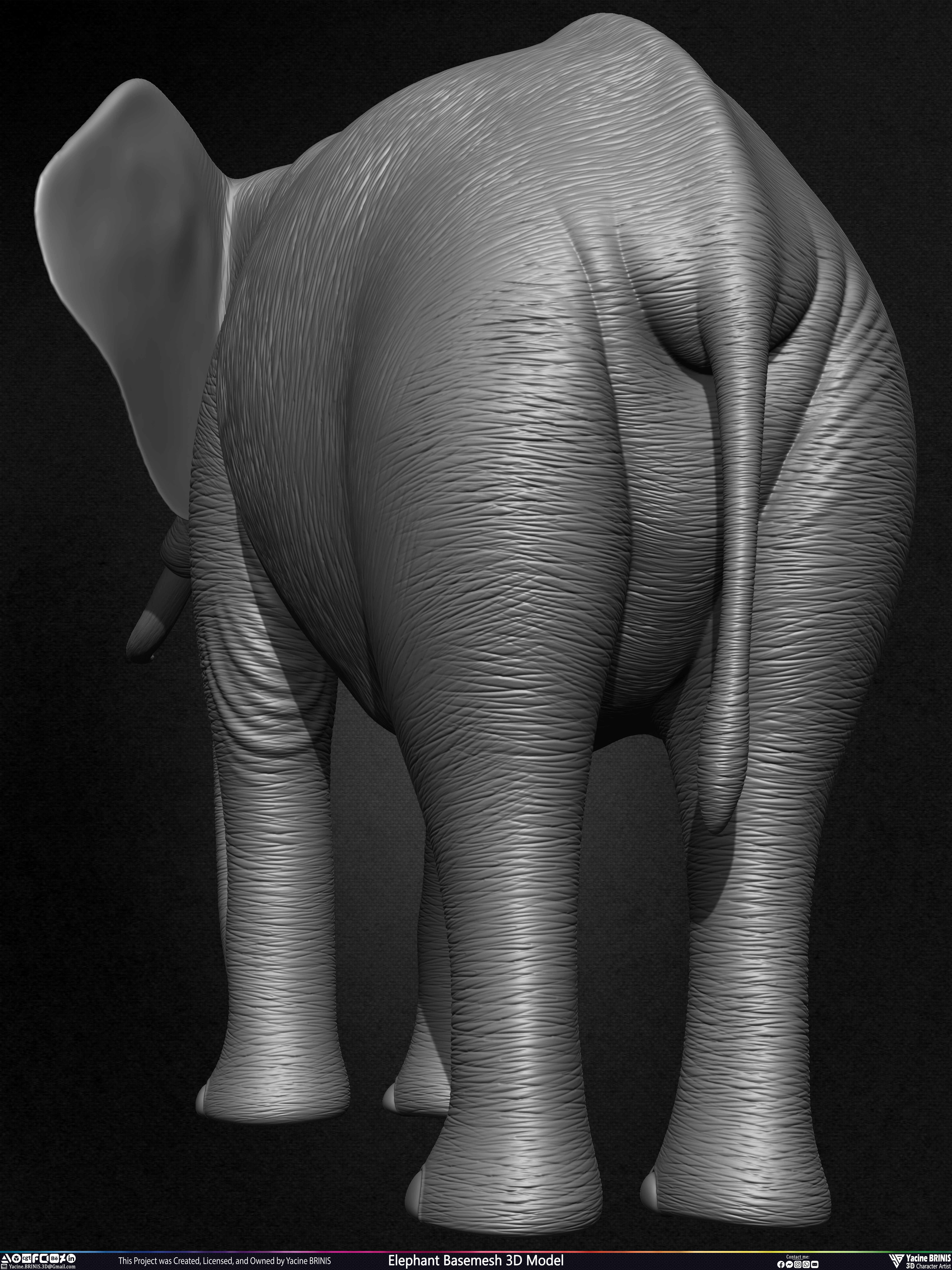 Elephant Basemesh 3D Model Animal Sculpted by Yacine BRINIS Set 018
