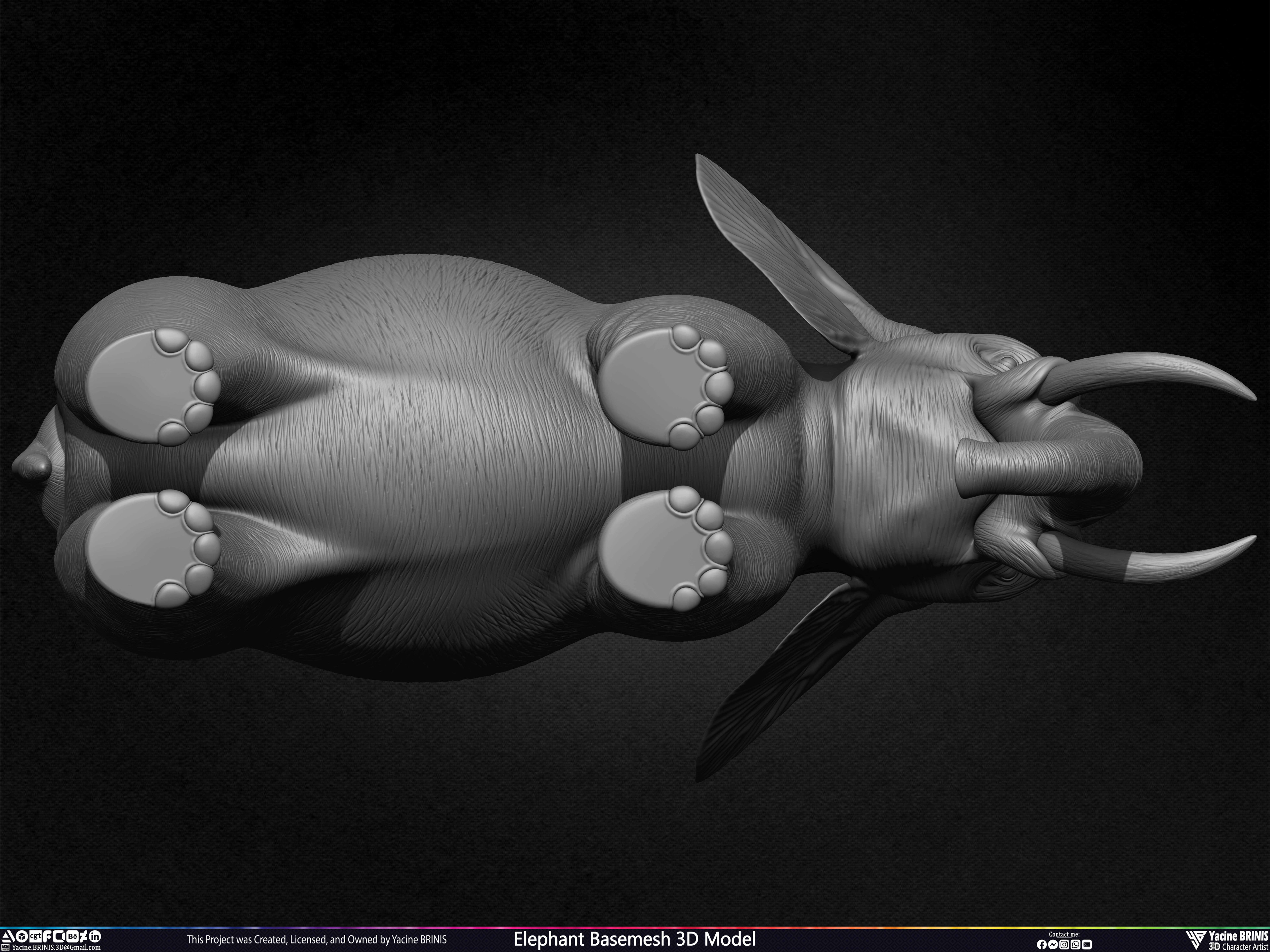 Elephant Basemesh 3D Model Animal Sculpted by Yacine BRINIS Set 024