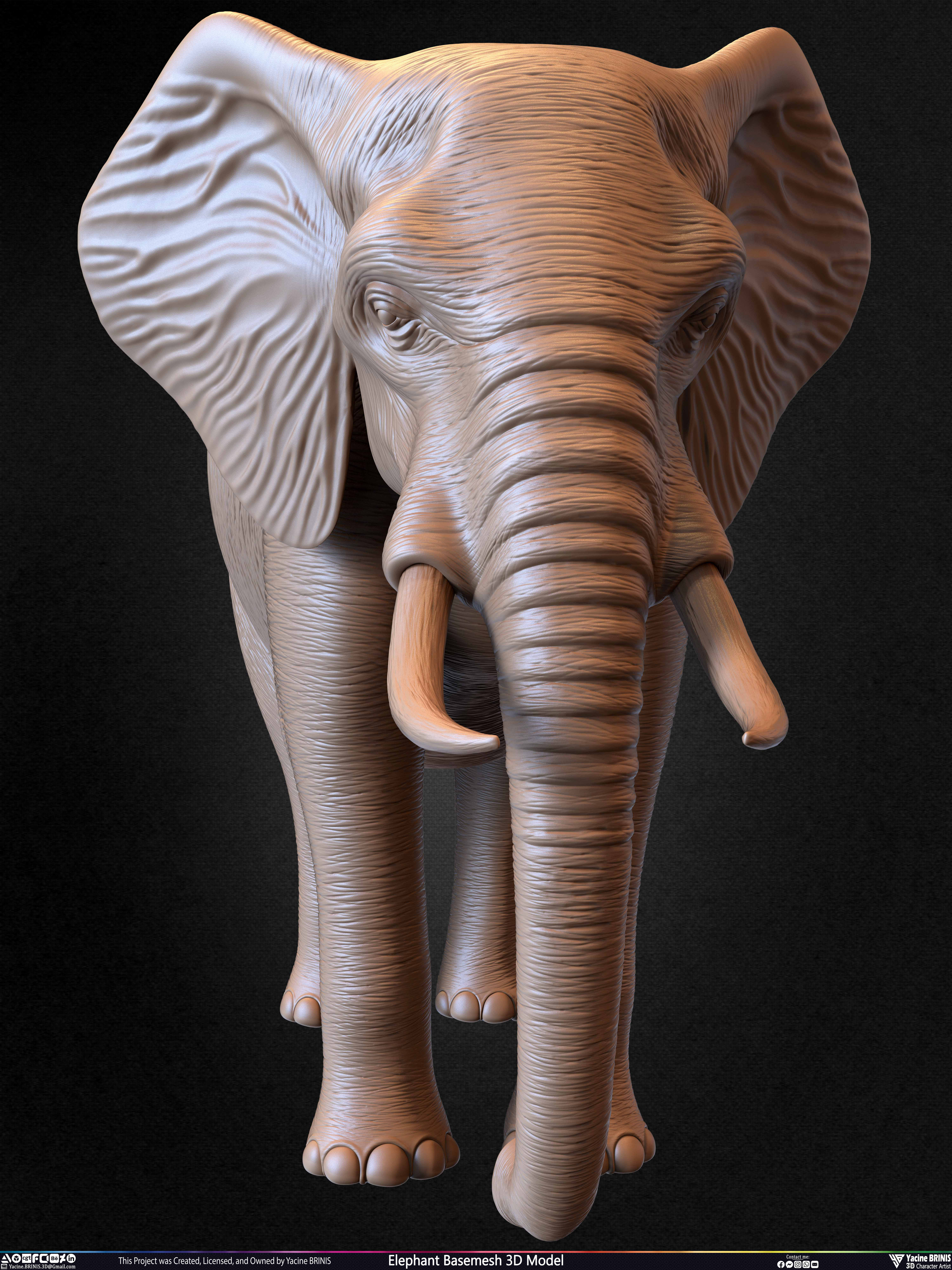 Elephant Basemesh 3D Model Animal Sculpted by Yacine BRINIS Set 028