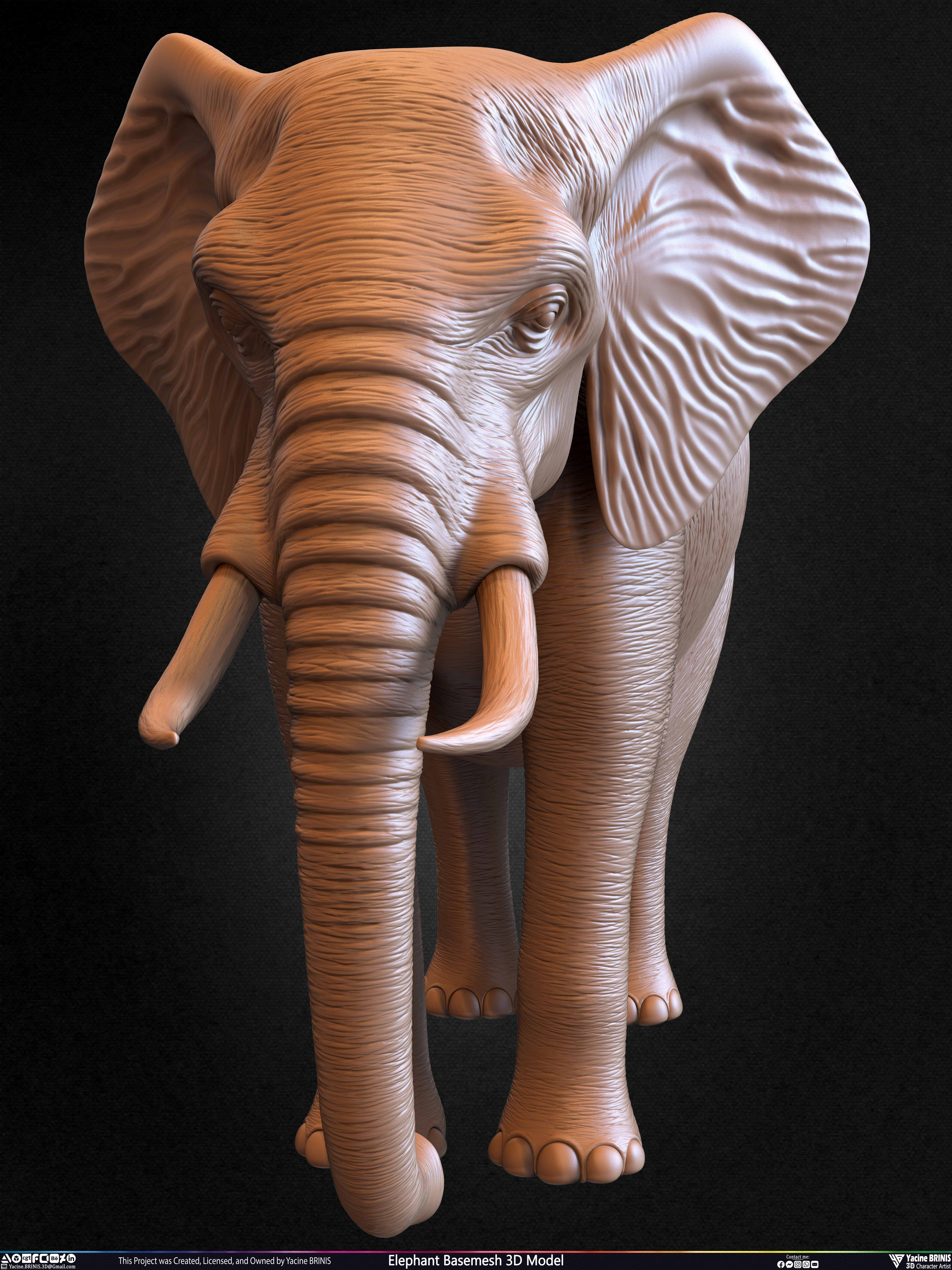 Elephant Basemesh 3D Model Animal Sculpted by Yacine BRINIS Set 029