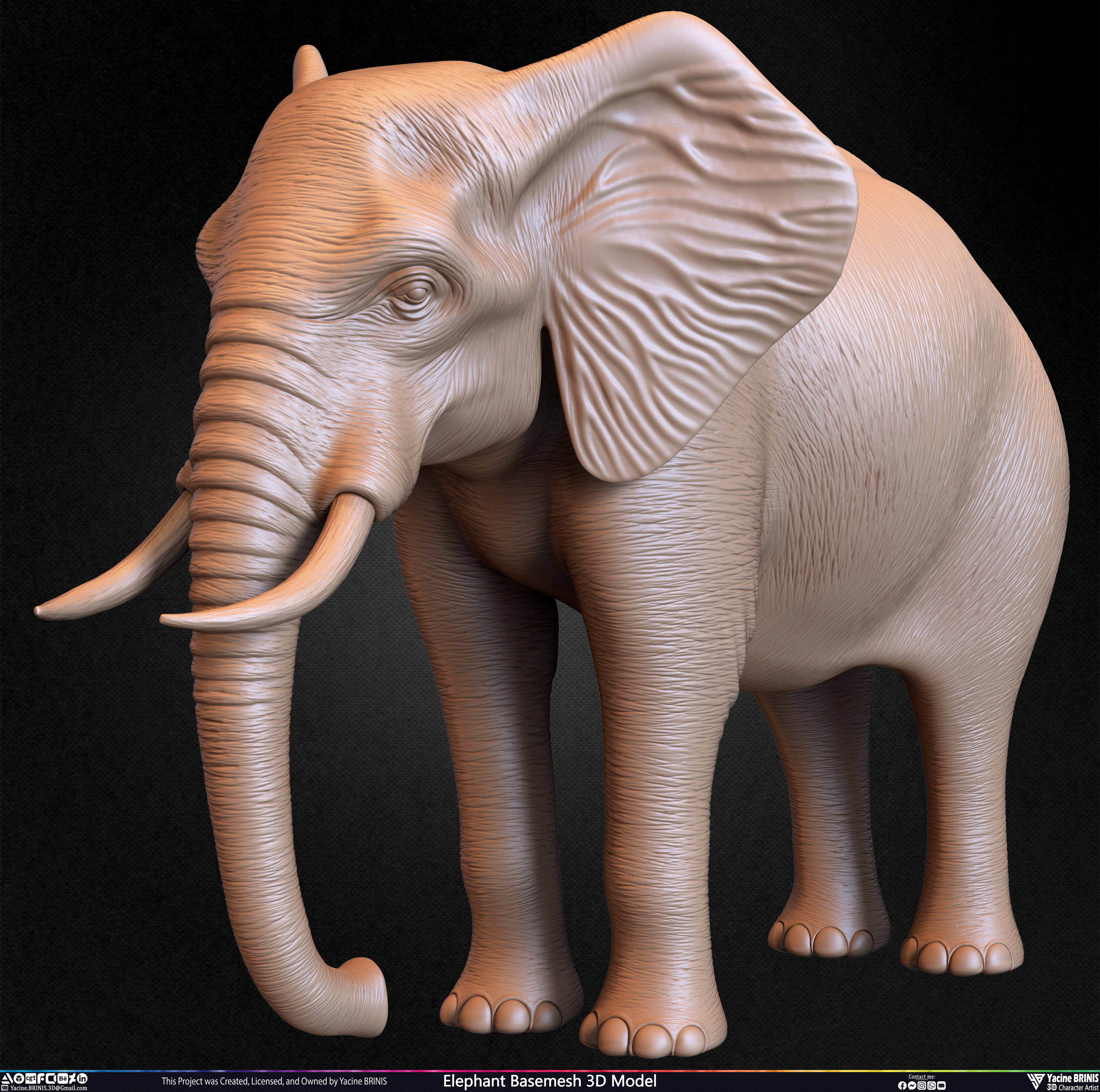 Elephant Basemesh 3D Model Animal Sculpted by Yacine BRINIS Set 031