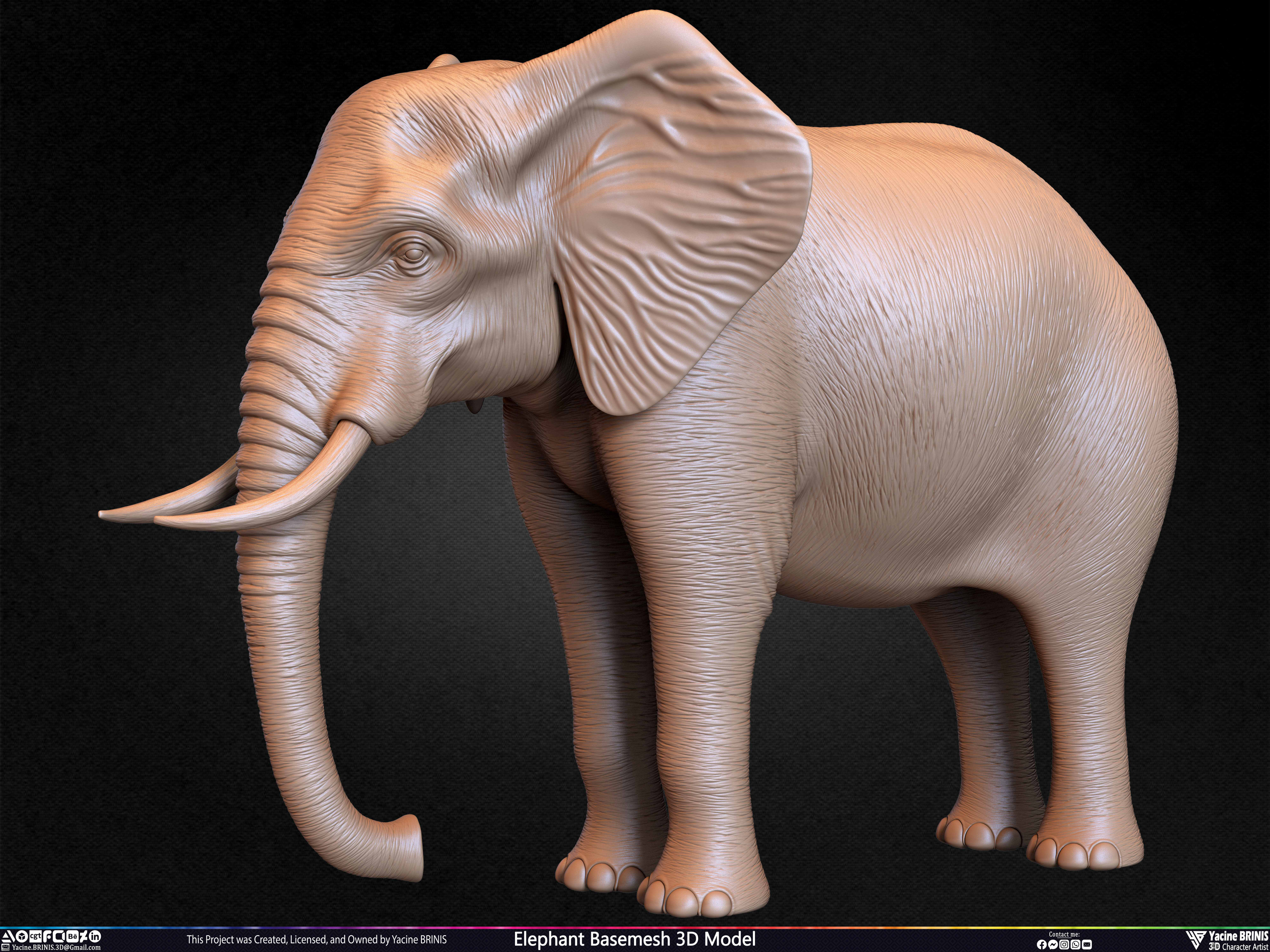 Elephant Basemesh 3D Model Animal Sculpted by Yacine BRINIS Set 032