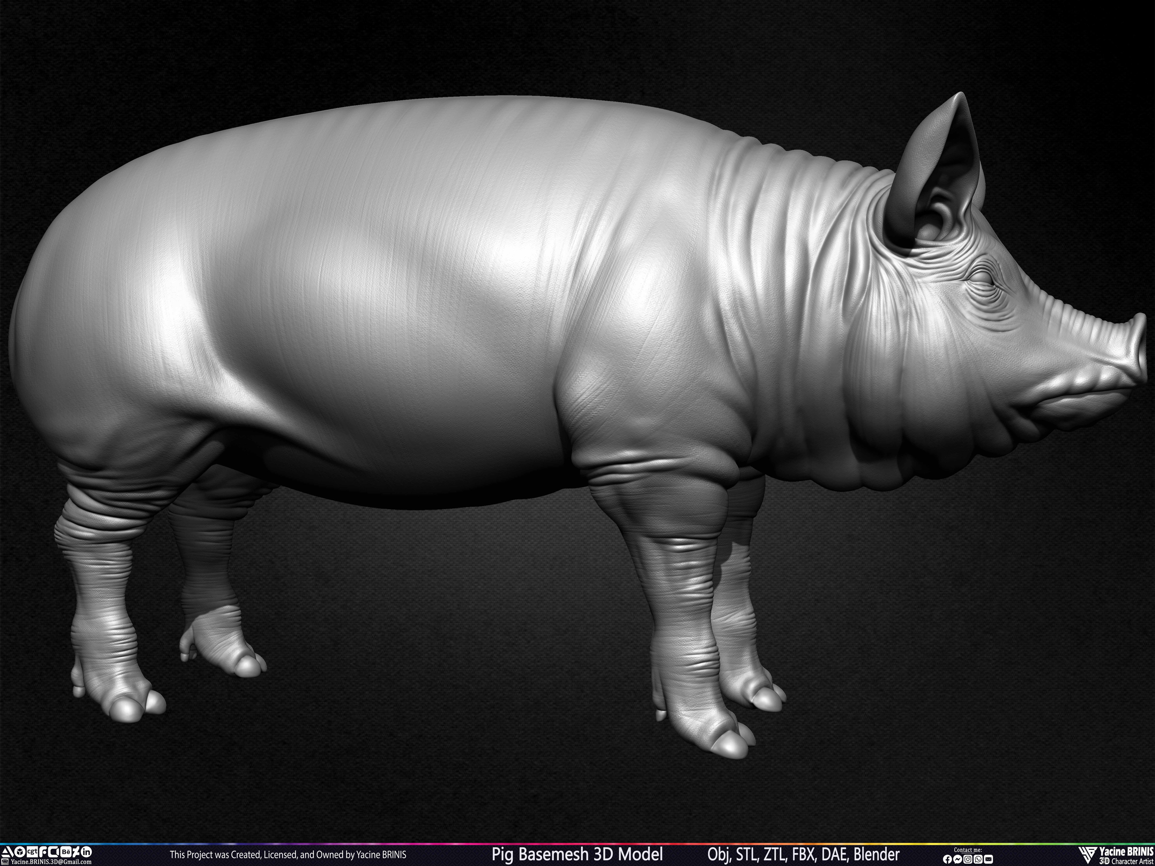 Pig Basemesh 3D Model Sculpted by Yacine BRINIS Set 003