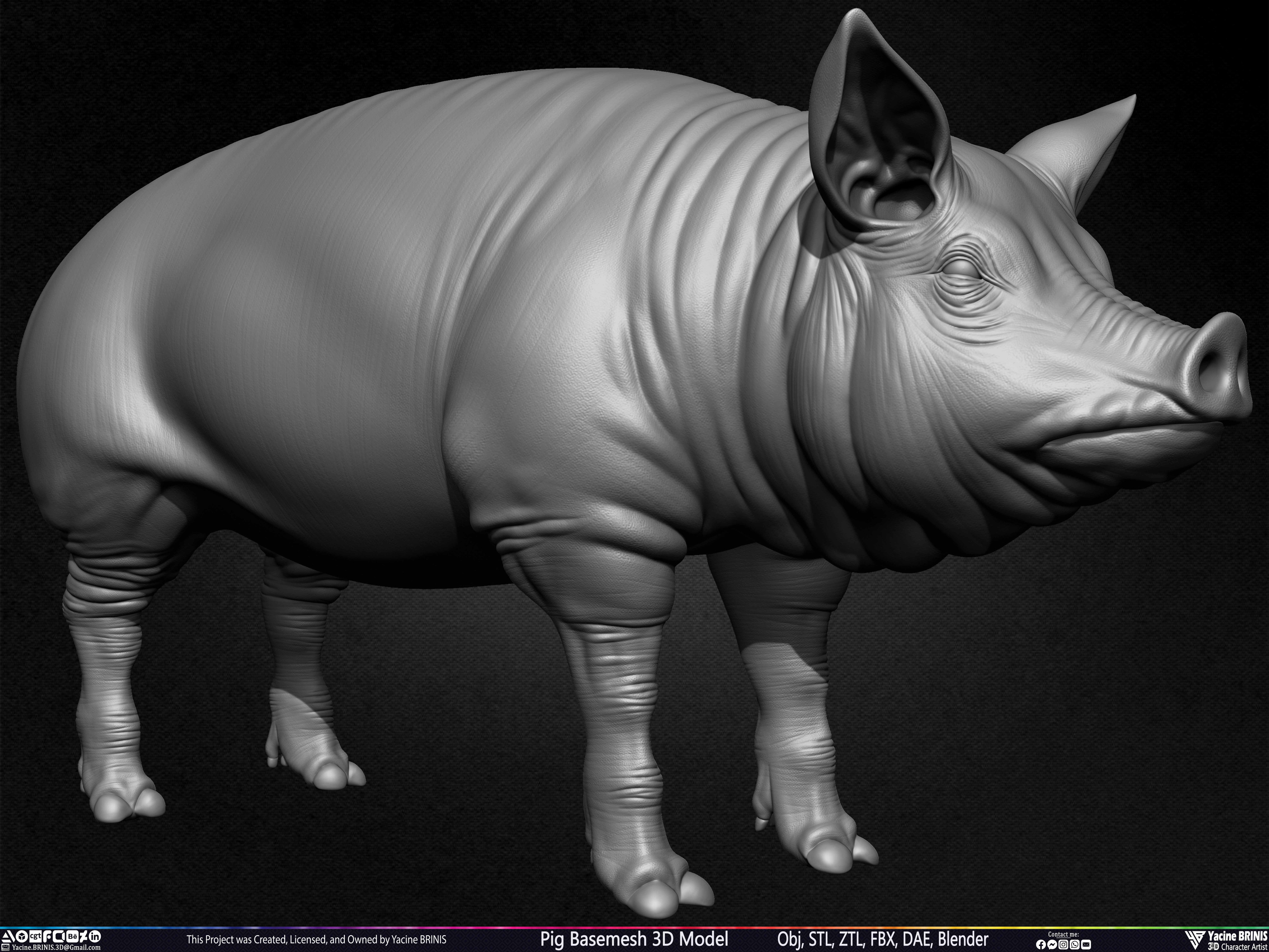 Pig Basemesh 3D Model Sculpted by Yacine BRINIS Set 004