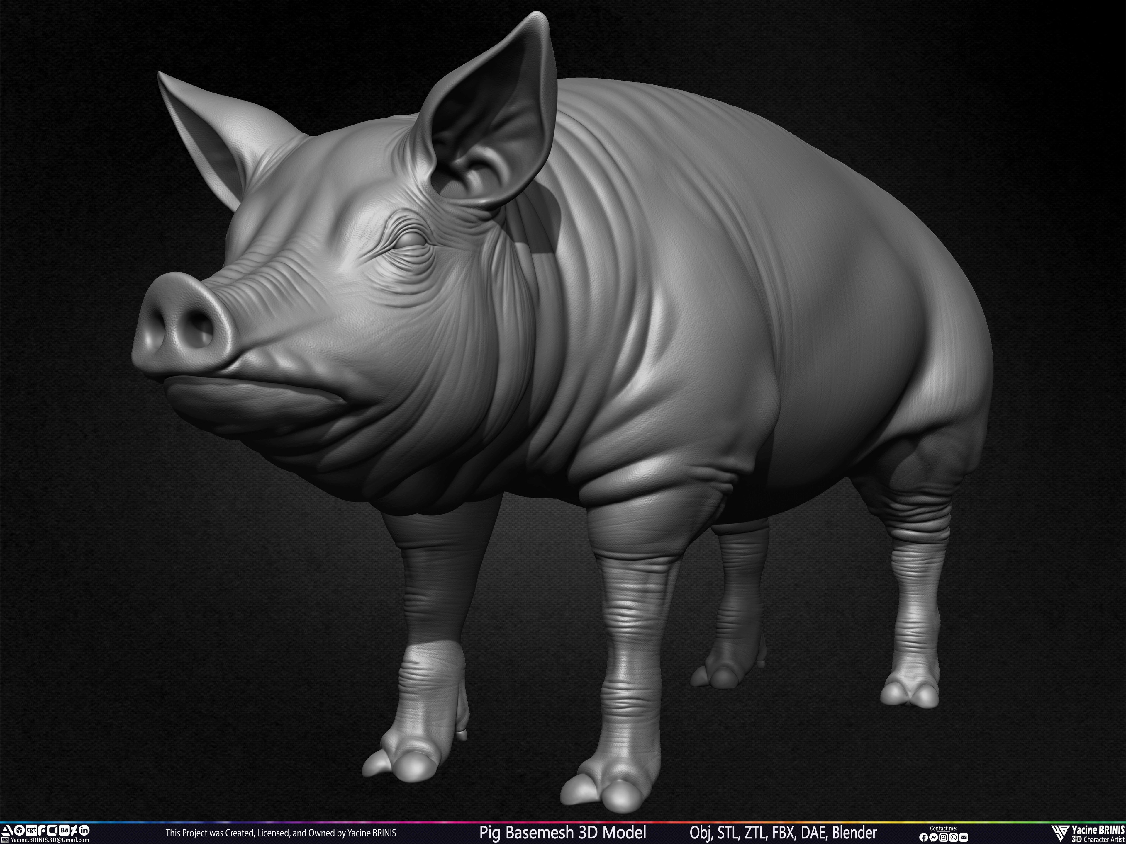Pig Basemesh 3D Model Sculpted by Yacine BRINIS Set 010