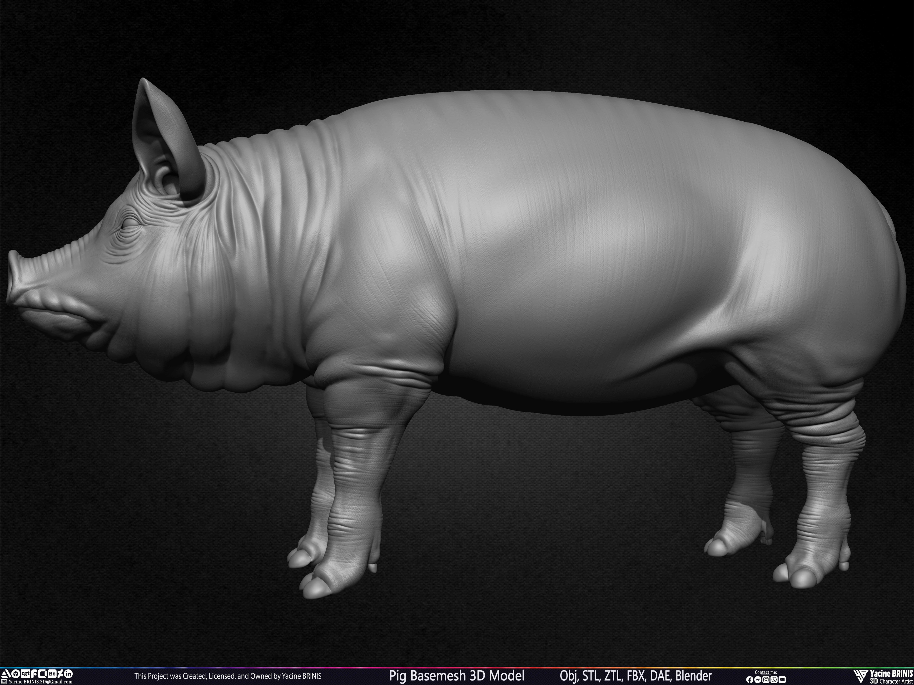 Pig Basemesh 3D Model Sculpted by Yacine BRINIS Set 013