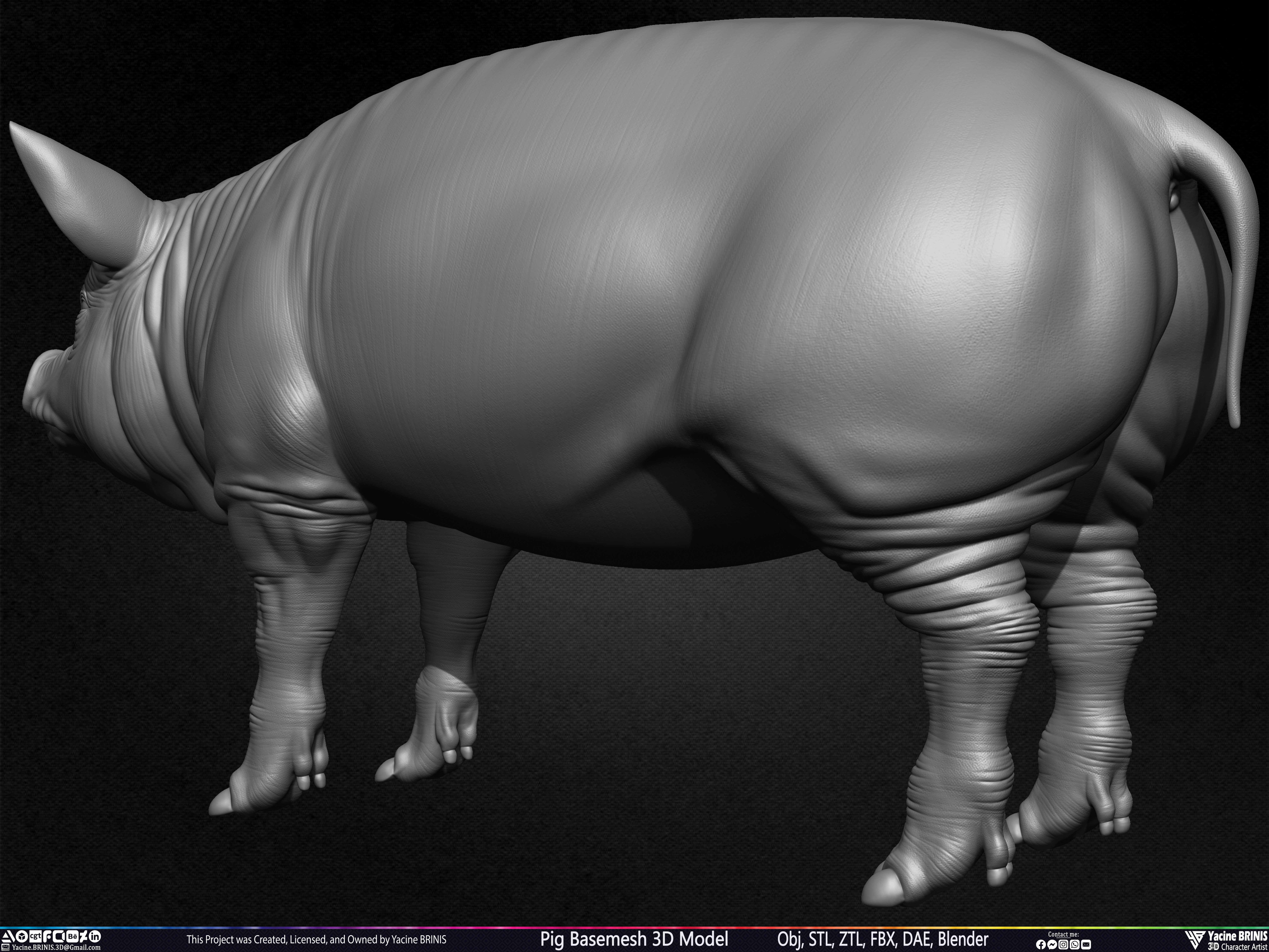 Pig Basemesh 3D Model Sculpted by Yacine BRINIS Set 014