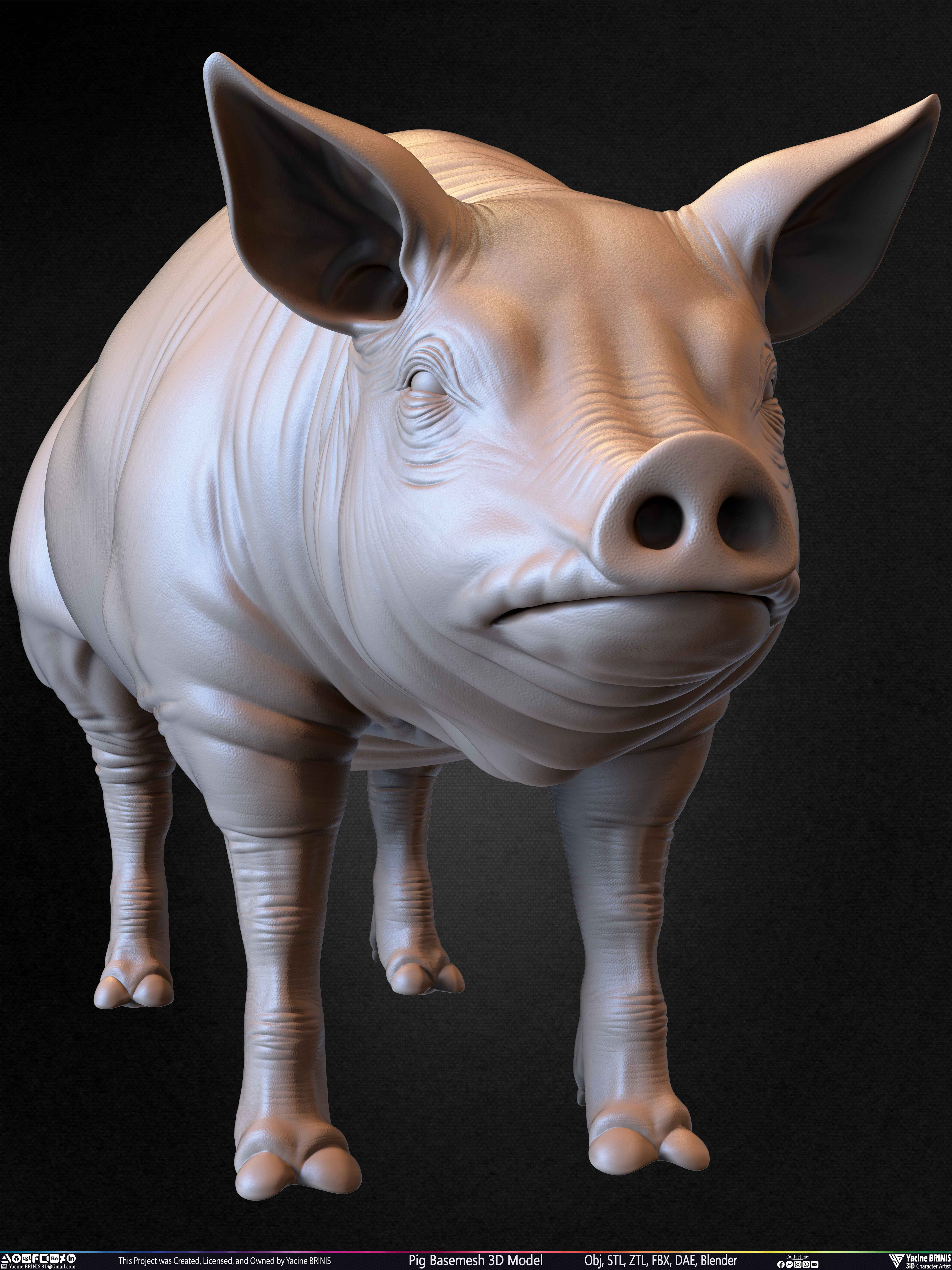 Pig Basemesh 3D Model Sculpted by Yacine BRINIS Set 022