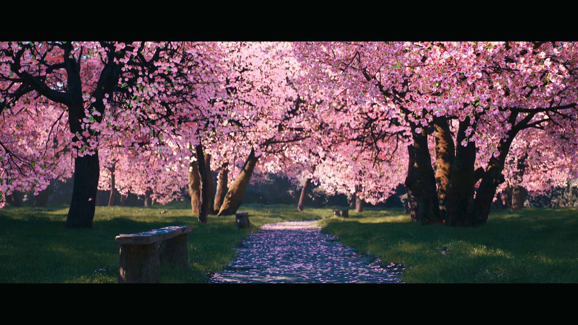 Sakura Watch May 1, 2025 - Full Bloom begins, with trees