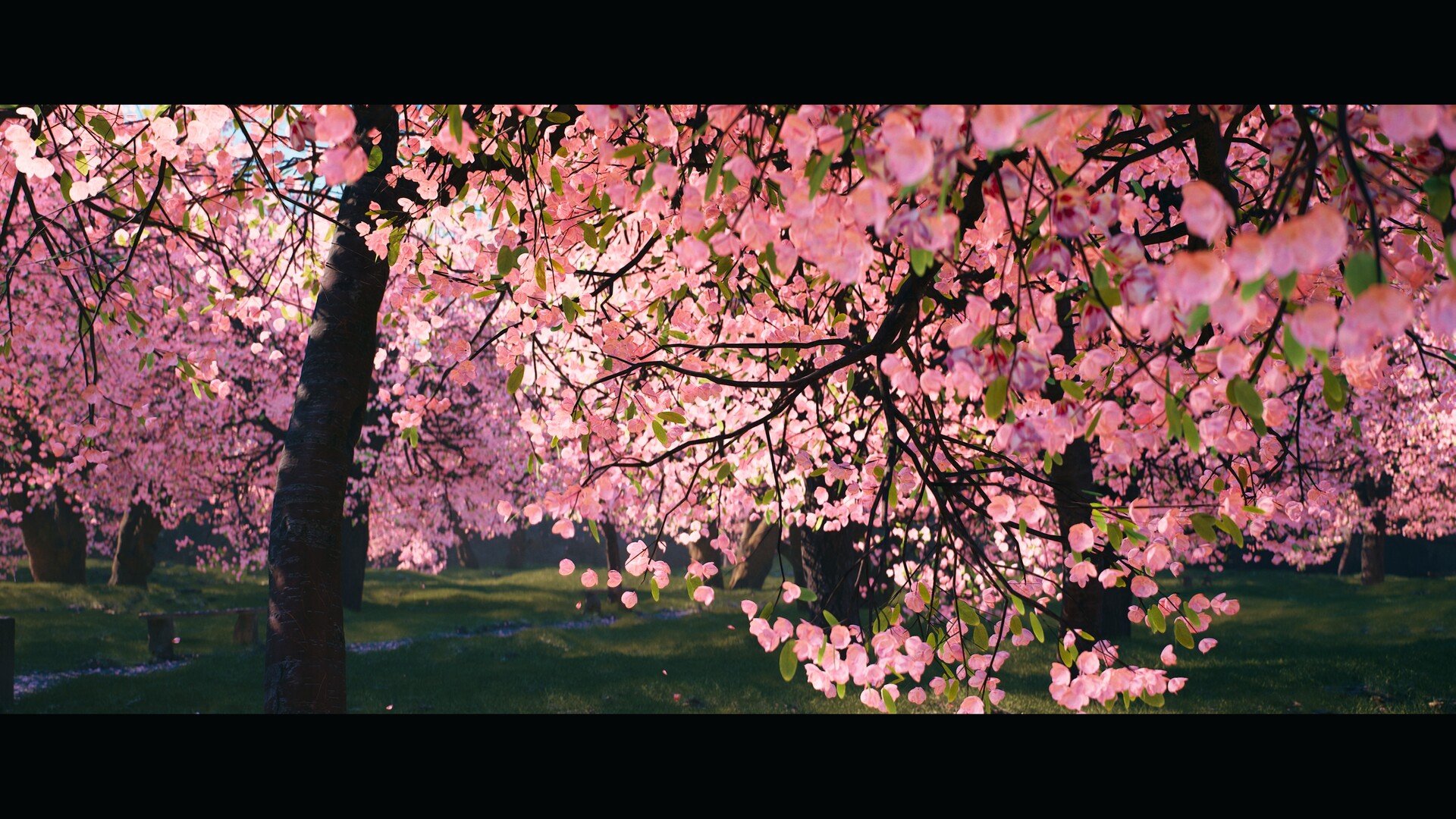 Sakura Watch May 1, 2025 - Full Bloom begins, with trees