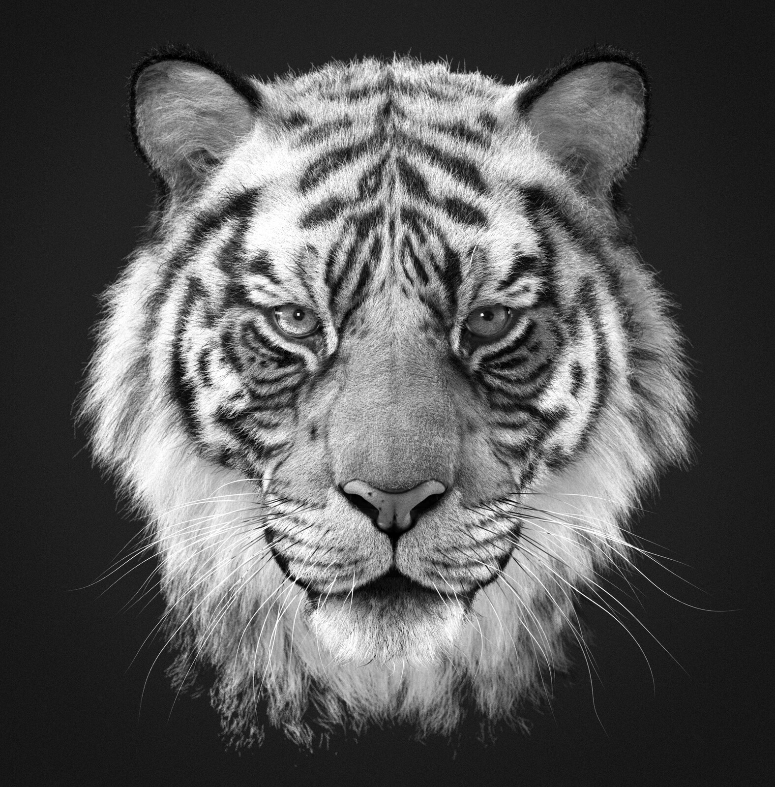 New Tiger model (B&amp;W version)