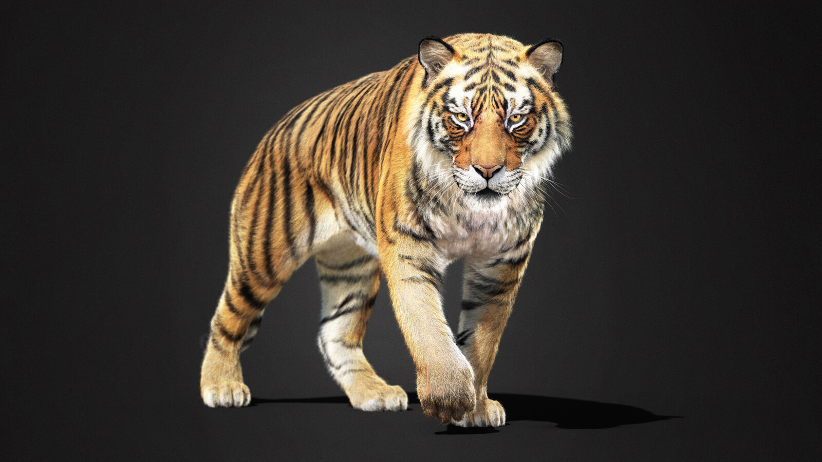 New tiger