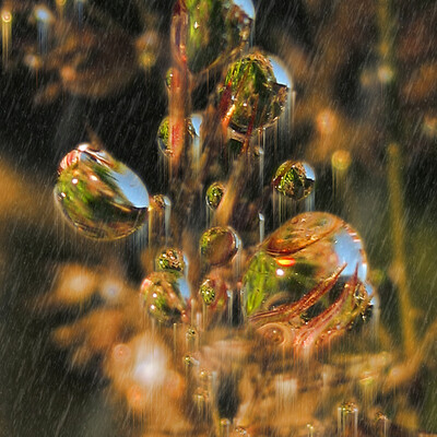 Summer Rain