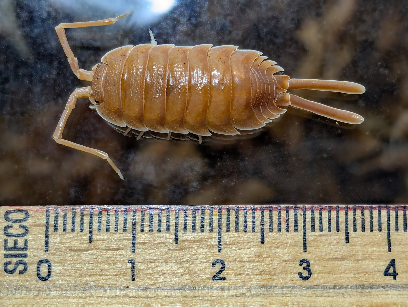 Adult male Porcellio magnificus