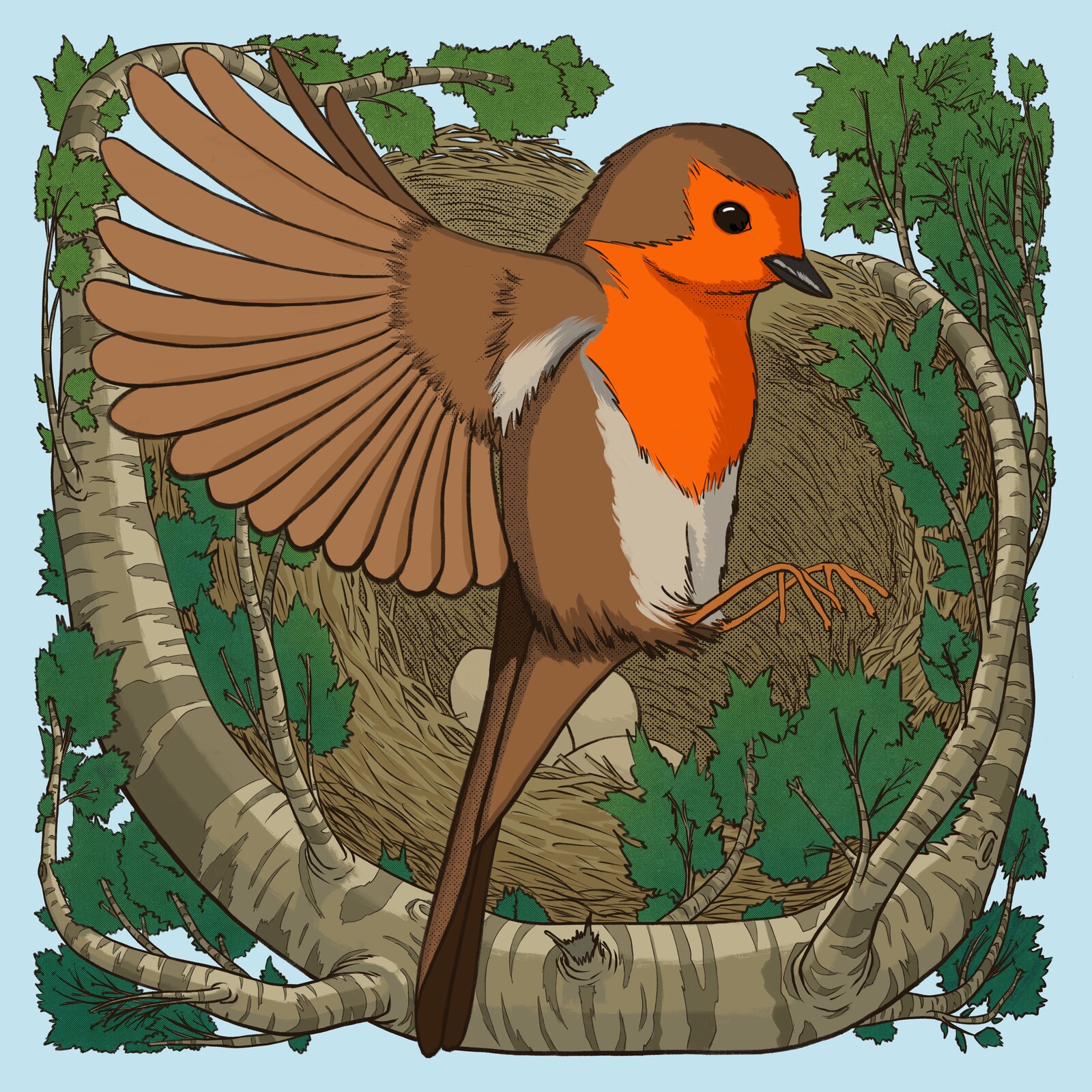 Robin