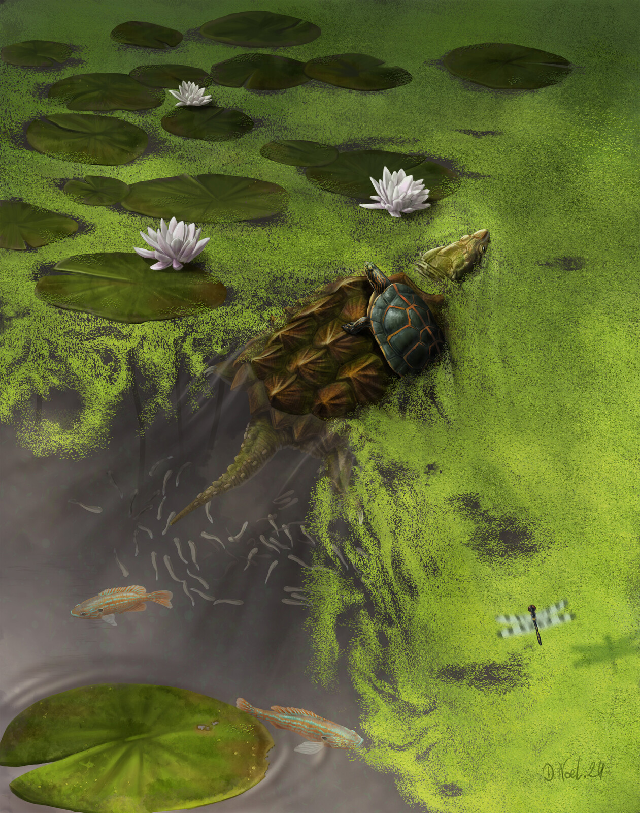 The way of Macrochelys temminckii