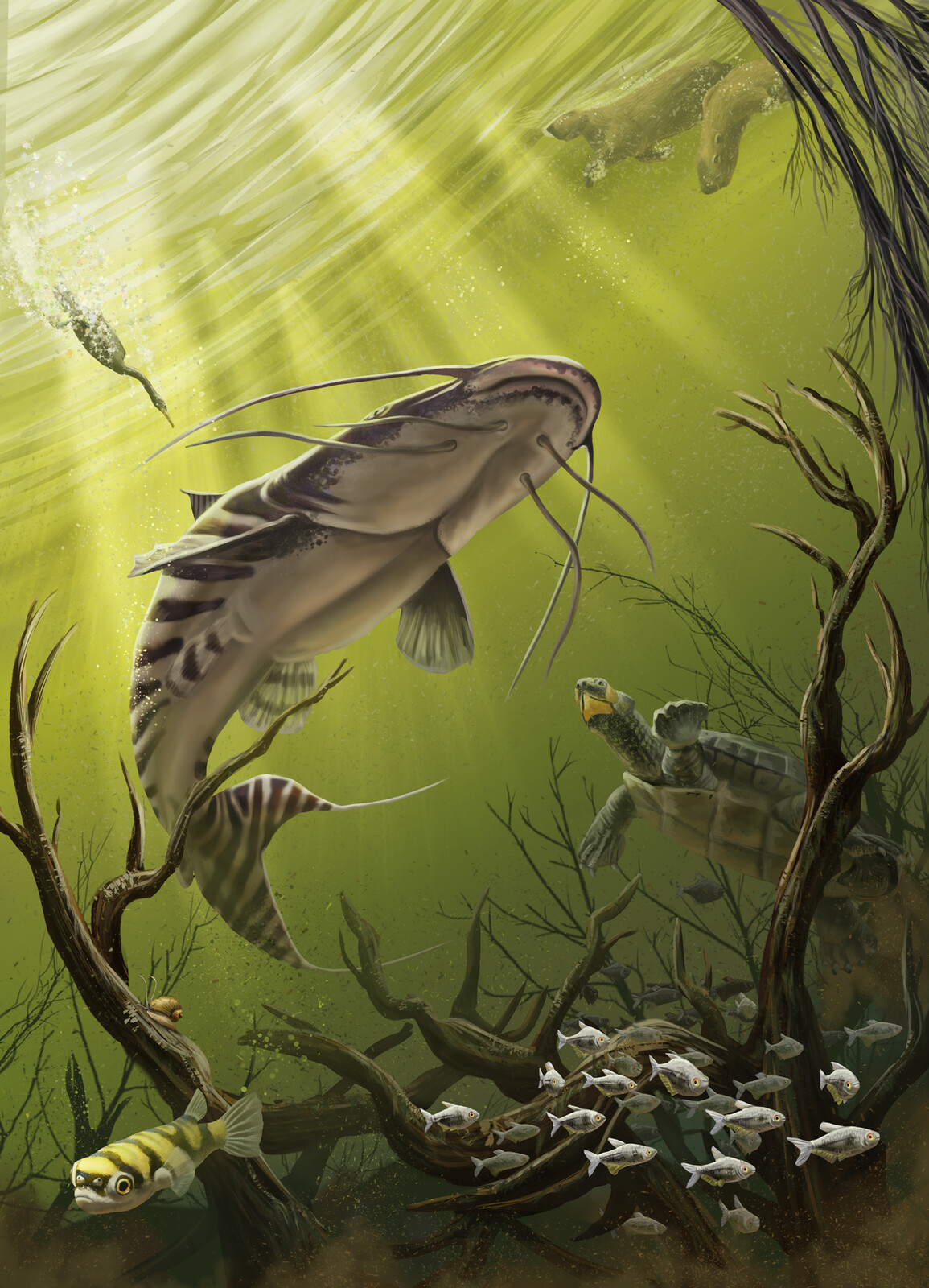 Brachyplatystoma
